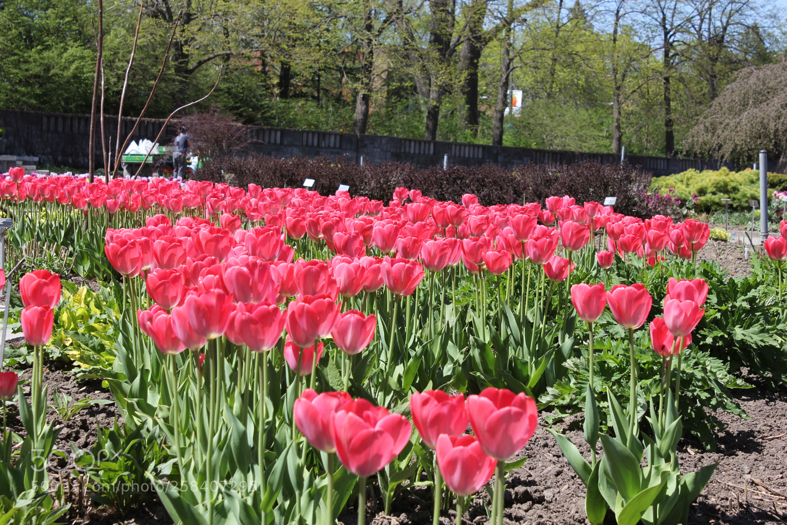 Canon EOS 550D (EOS Rebel T2i / EOS Kiss X4) sample photo. Tulips montreal botanical gardens photography
