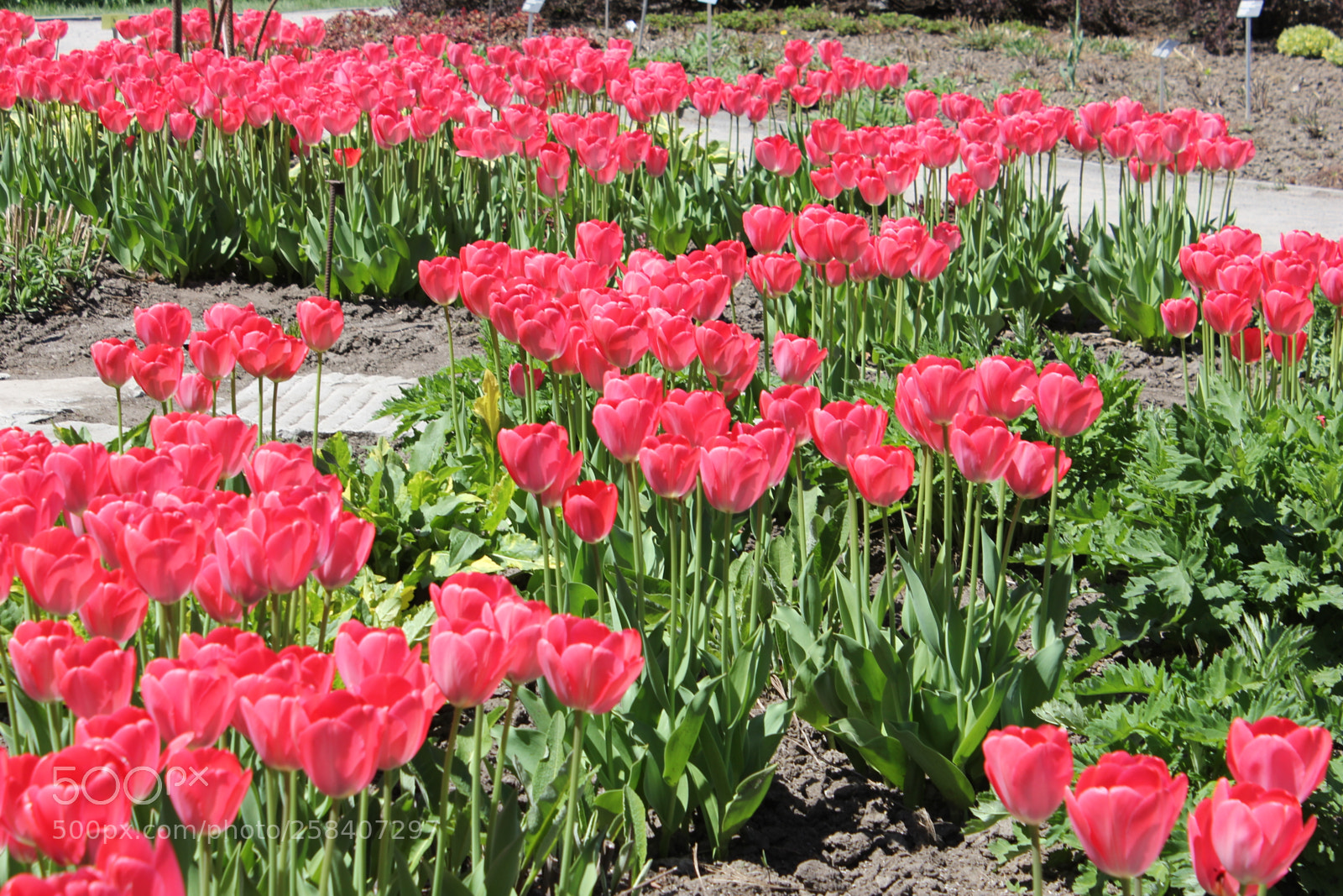 Canon EOS 550D (EOS Rebel T2i / EOS Kiss X4) sample photo. Tulips montreal botanical gardens photography