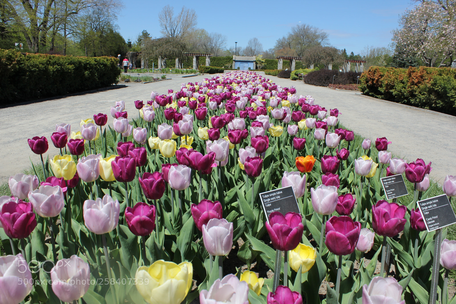 Canon EOS 550D (EOS Rebel T2i / EOS Kiss X4) sample photo. Tulips montreal botanical gardens photography