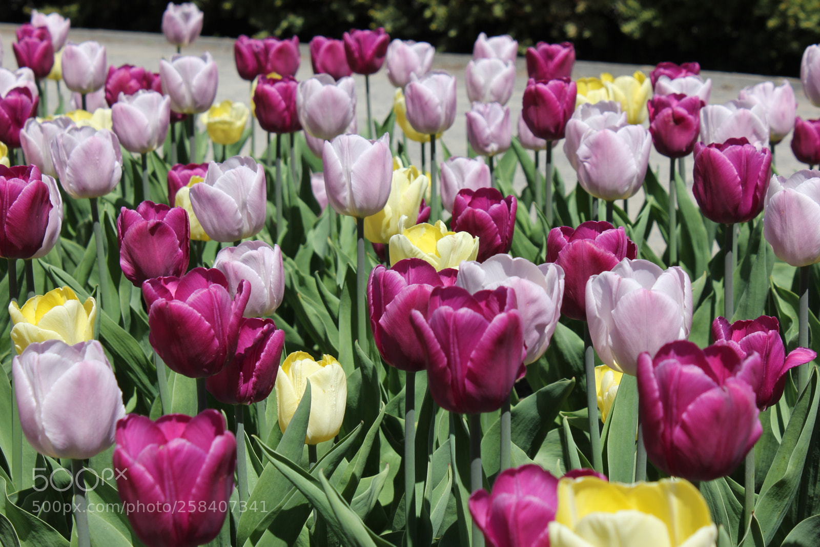 Canon EOS 550D (EOS Rebel T2i / EOS Kiss X4) sample photo. Tulips montreal botanical gardens photography