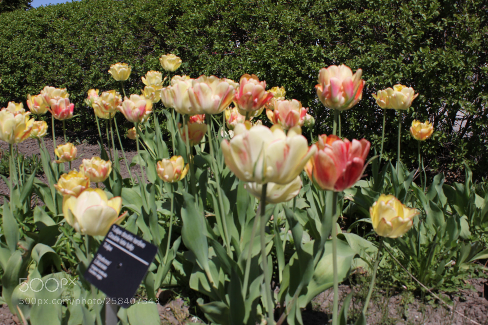 Canon EOS 550D (EOS Rebel T2i / EOS Kiss X4) sample photo. Tulips montreal botanical gardens photography