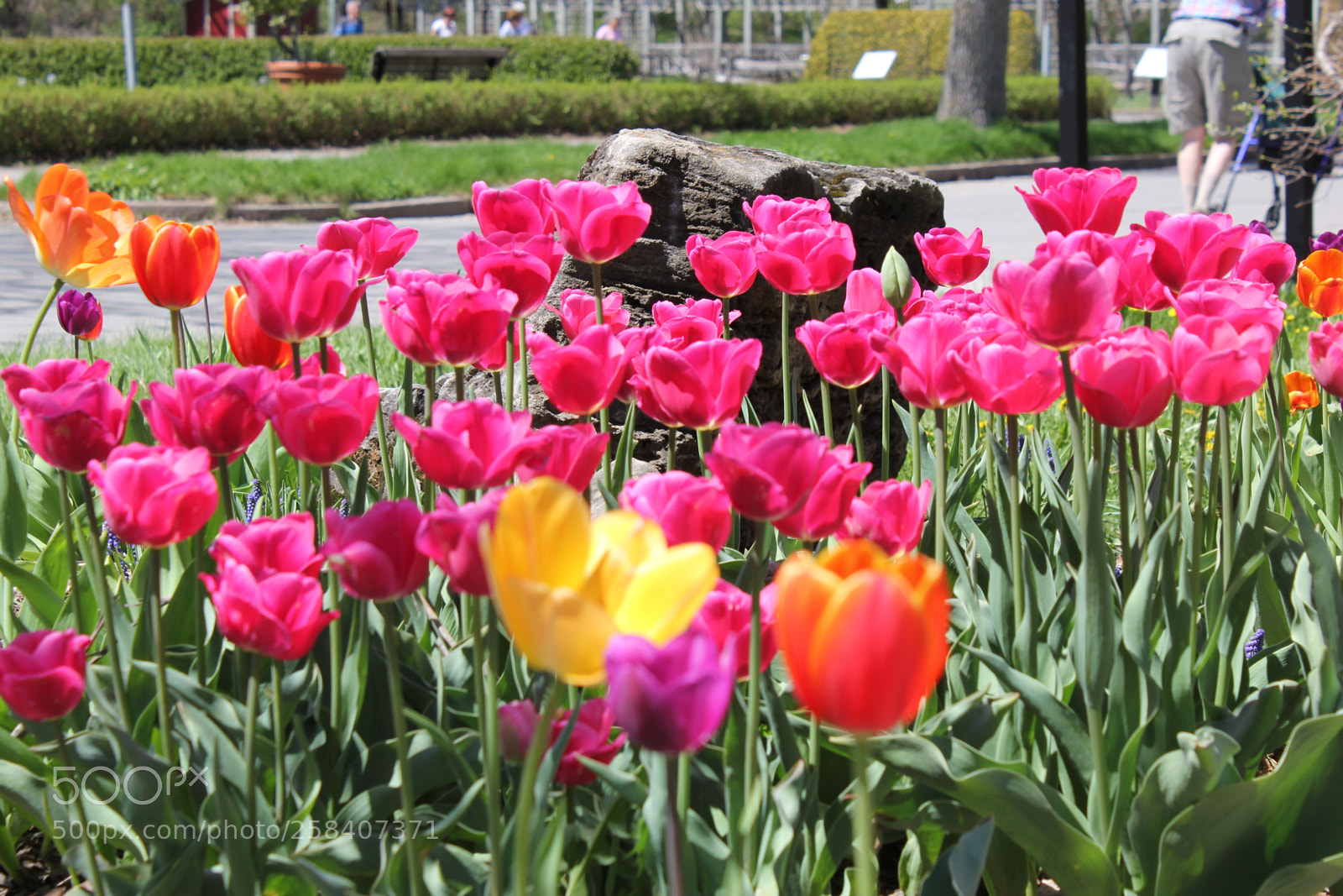 Canon EOS 550D (EOS Rebel T2i / EOS Kiss X4) sample photo. Tulips montreal botanical gardens photography