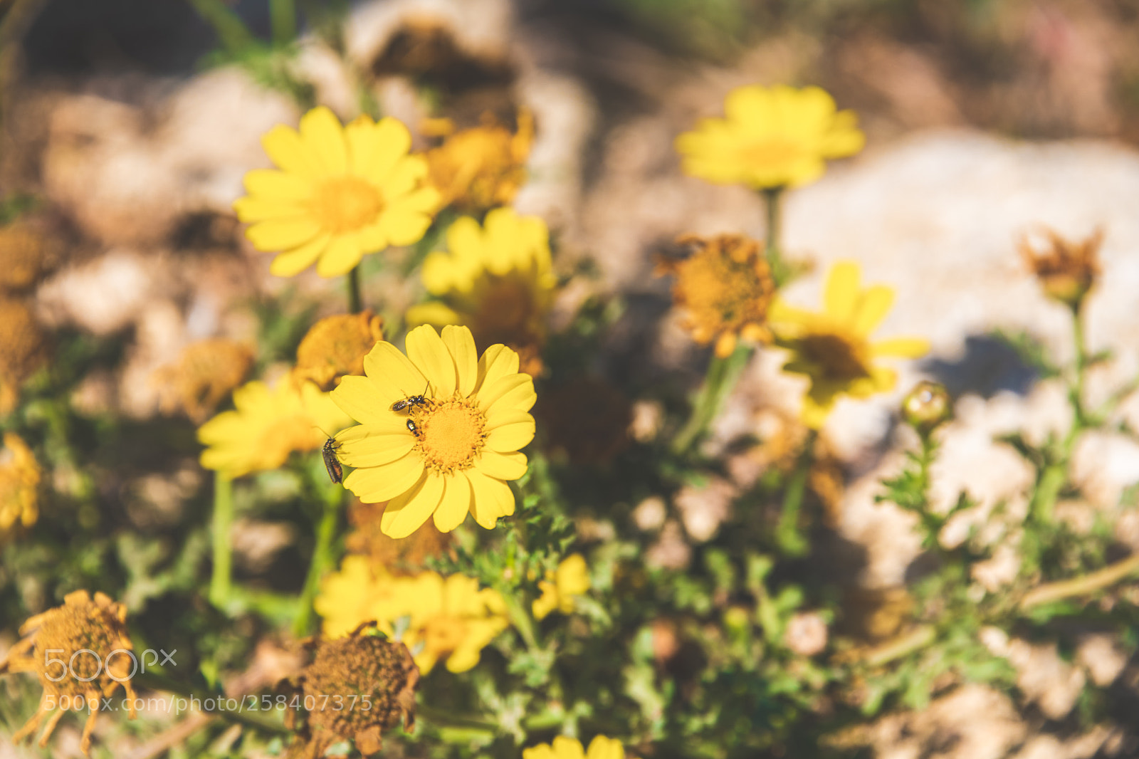 Nikon D850 sample photo. Malta nikon full photography
