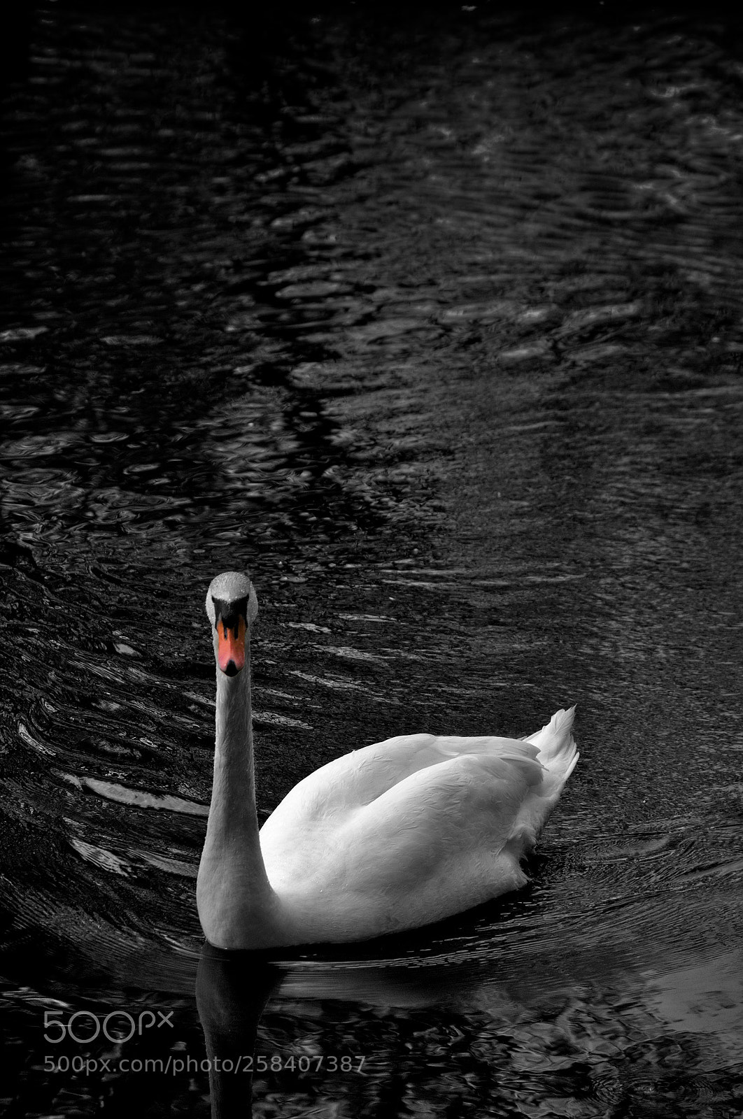 Nikon D3100 sample photo. Swans 2 photography