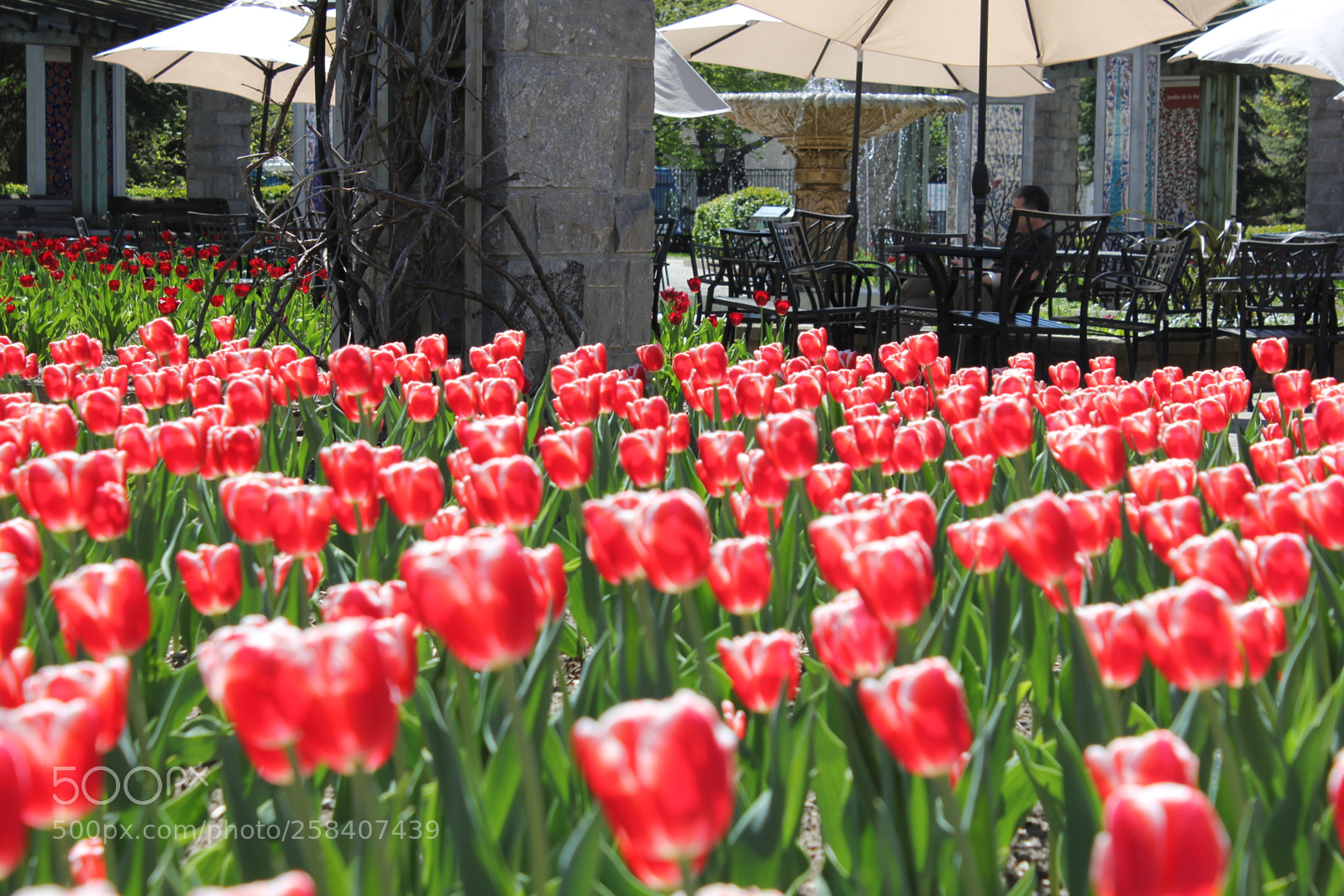 Canon EOS 550D (EOS Rebel T2i / EOS Kiss X4) sample photo. Tulips montreal botanical gardens photography