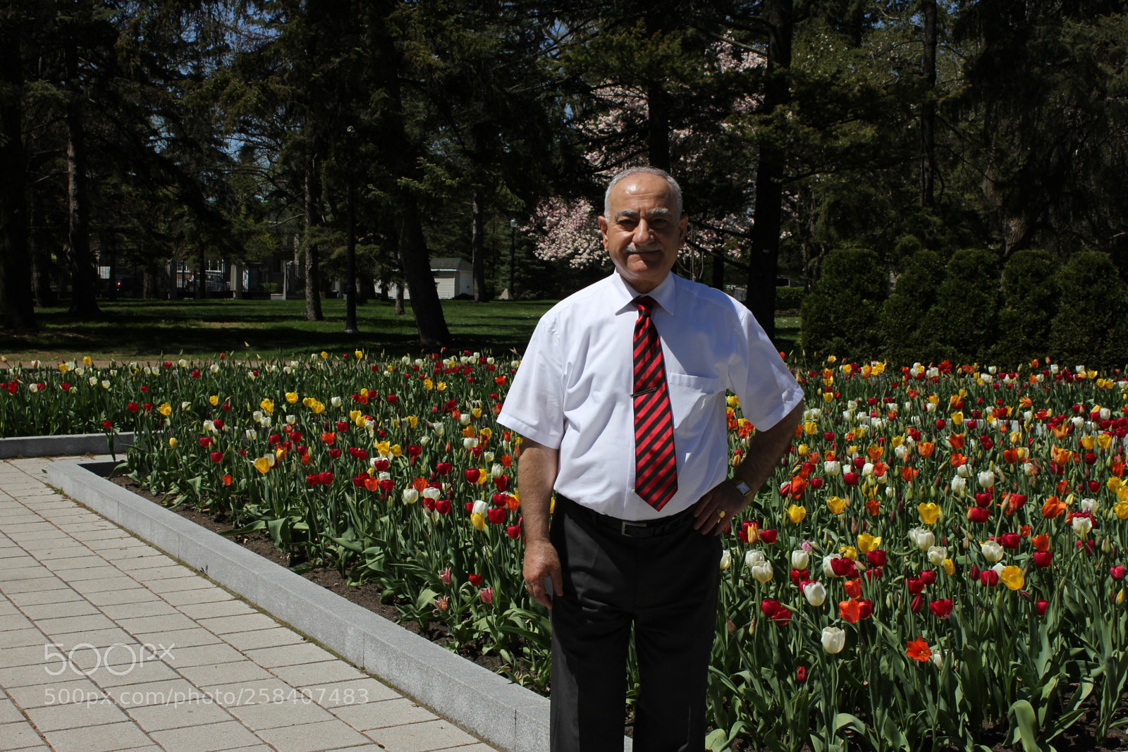 Canon EOS 550D (EOS Rebel T2i / EOS Kiss X4) sample photo. Tulips montreal botanical gardens photography