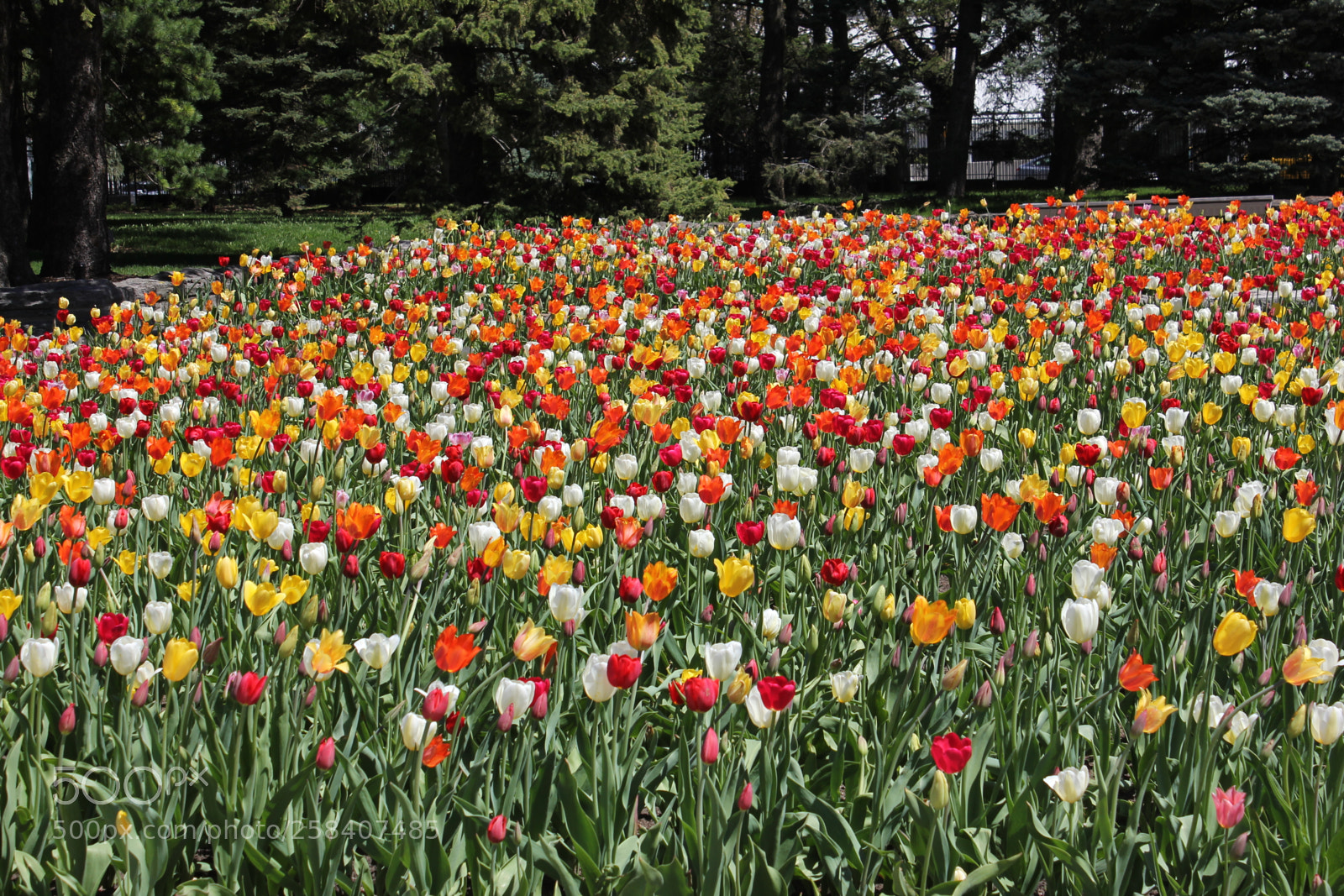 Canon EOS 550D (EOS Rebel T2i / EOS Kiss X4) sample photo. Tulips montreal botanical gardens photography