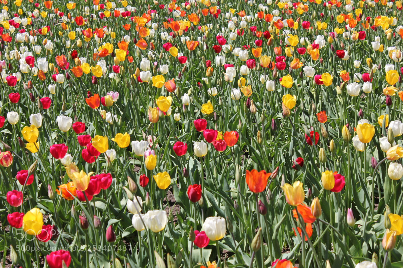 Canon EOS 550D (EOS Rebel T2i / EOS Kiss X4) sample photo. Tulips montreal botanical gardens photography