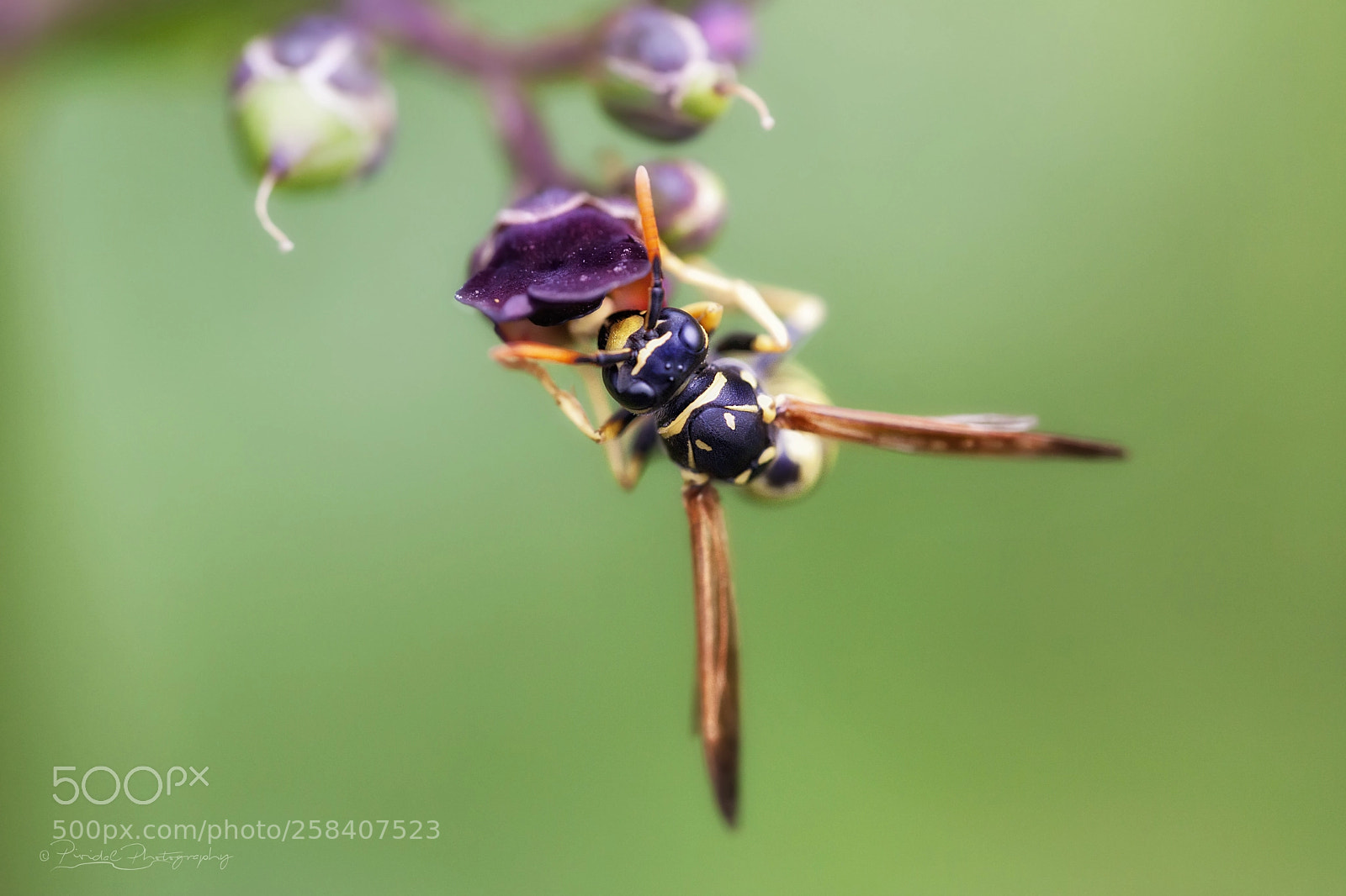 Canon EOS 5D Mark II sample photo. Wasp in nature ii... photography