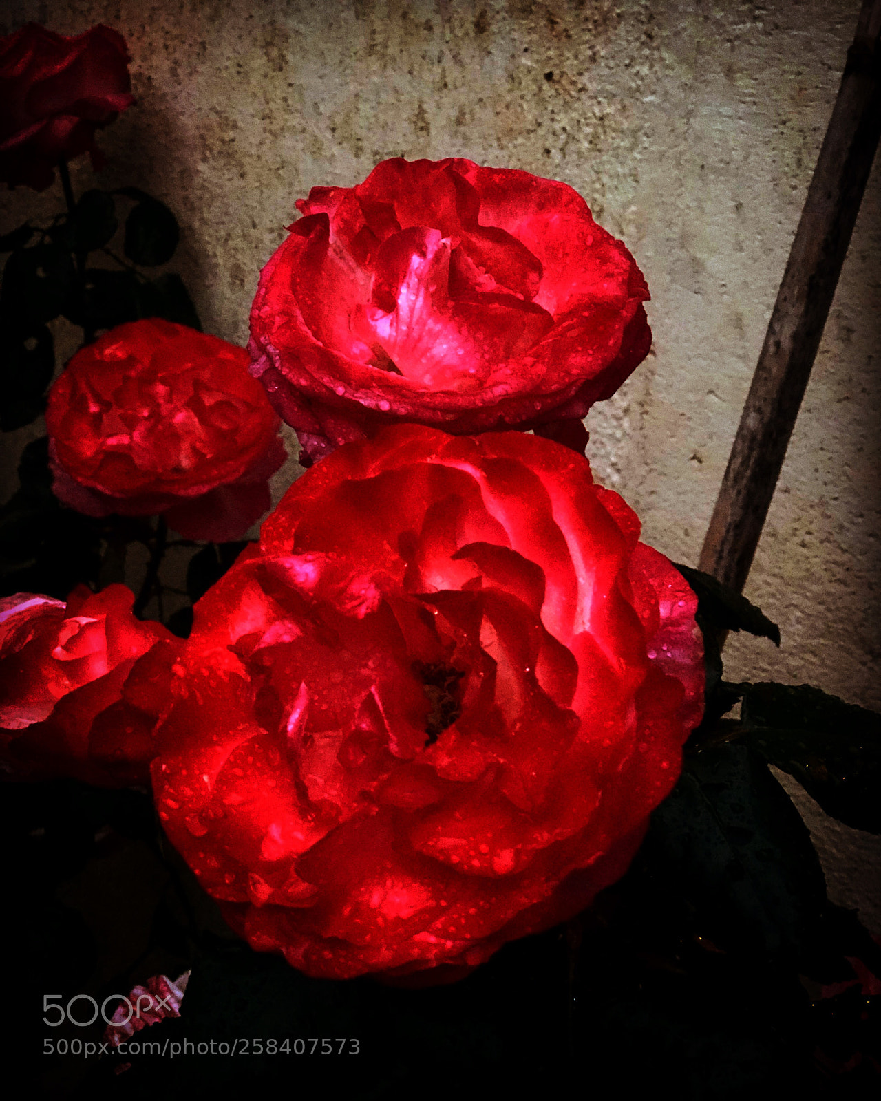 Apple iPhone 8 Plus sample photo. Untitled photography