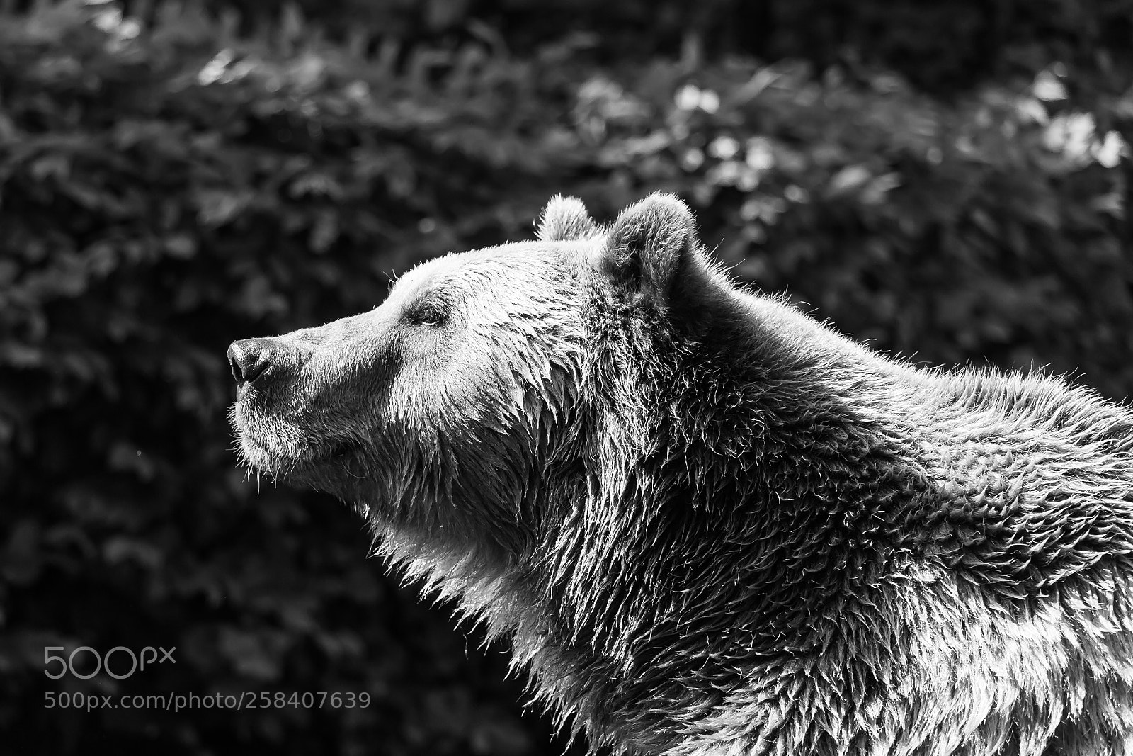 Canon EOS 6D sample photo. Han's bear photography