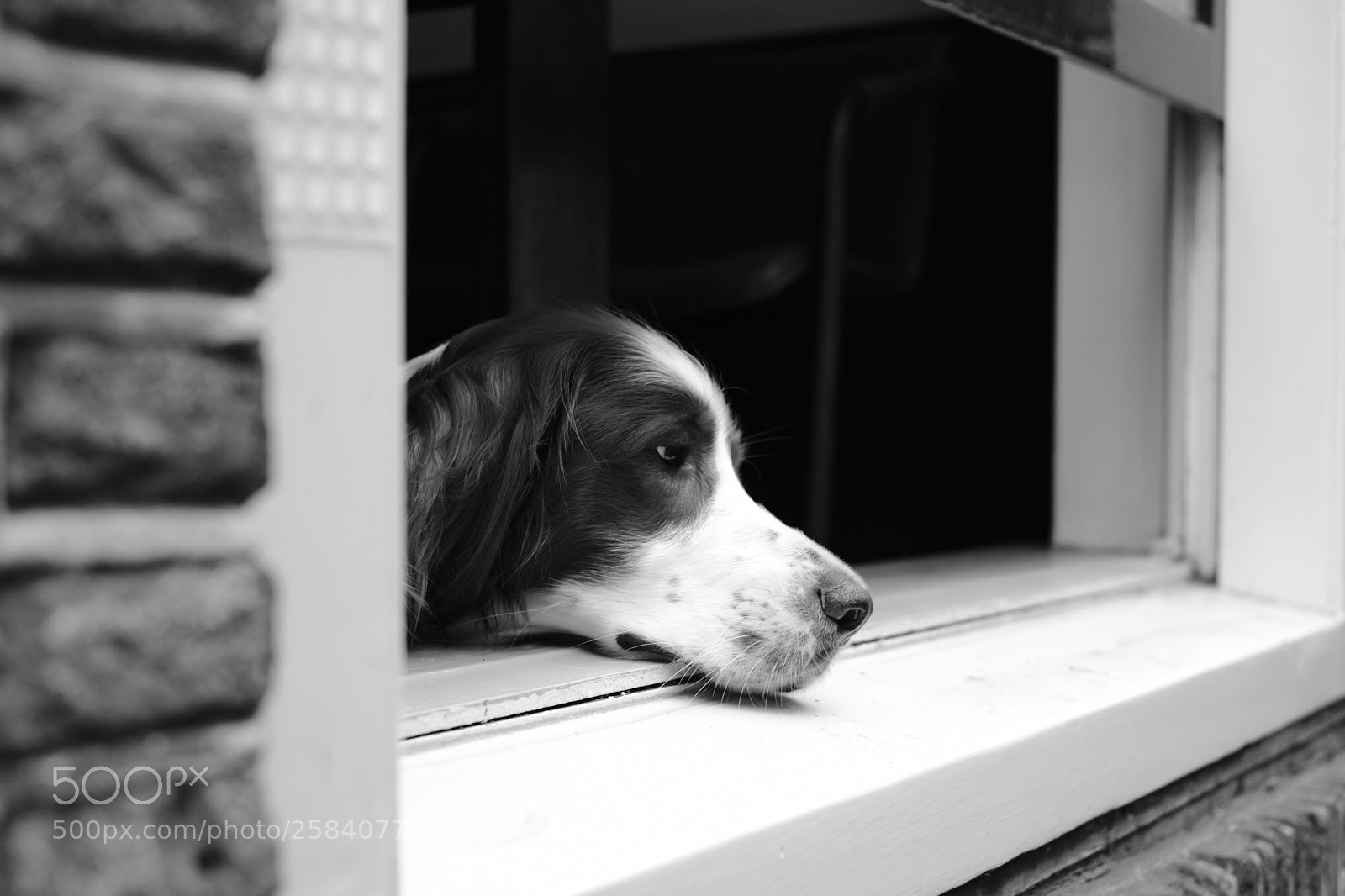 Fujifilm X-H1 sample photo. Dog deeply missing photography