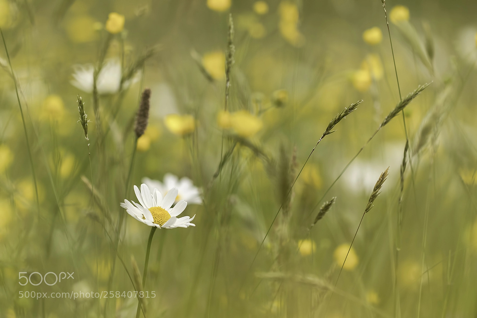 Canon EOS 80D sample photo. Blooming low-yield pasture photography