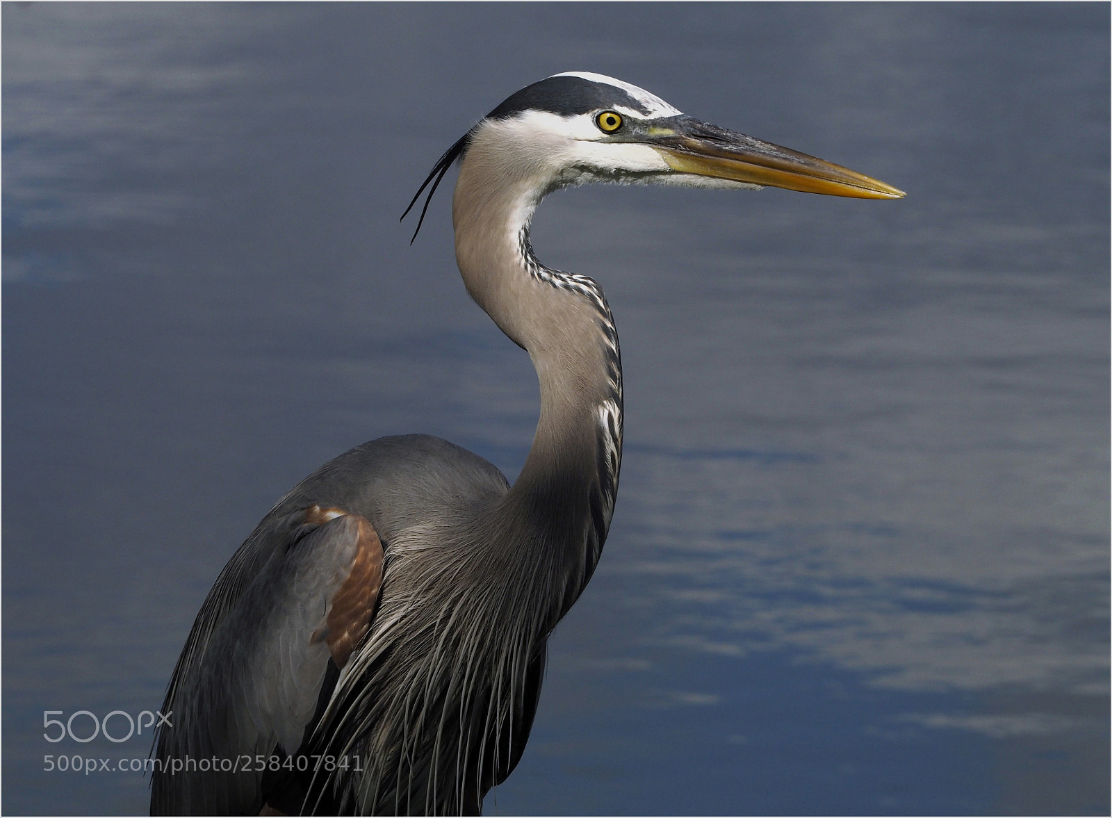 Olympus PEN-F sample photo. Blue heron photography