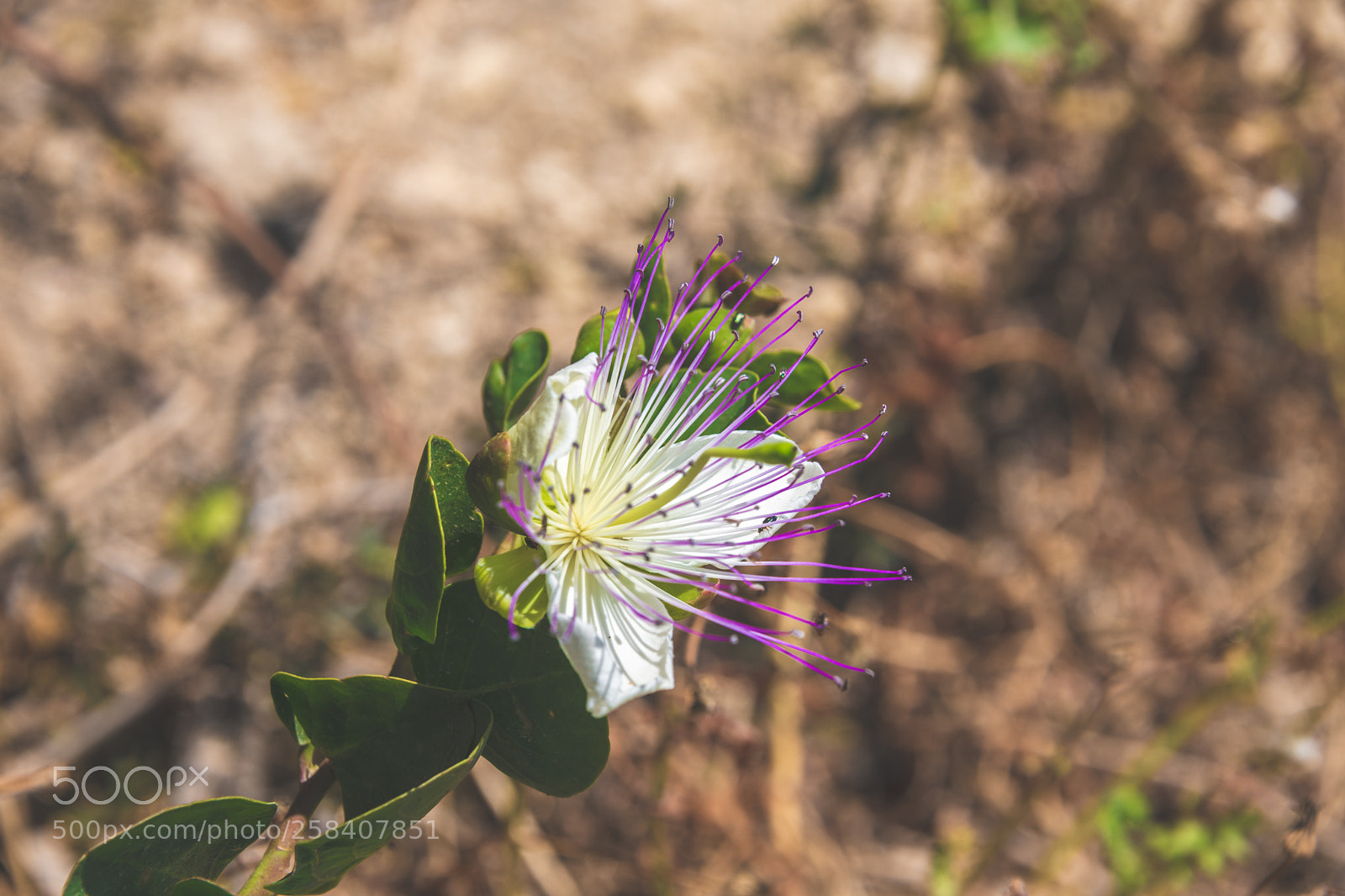 Nikon D850 sample photo. Malta nikon full photography