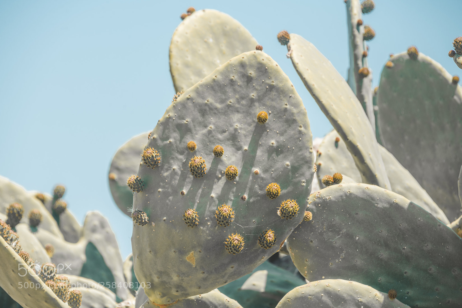 Nikon D850 sample photo. Malta nikon full photography