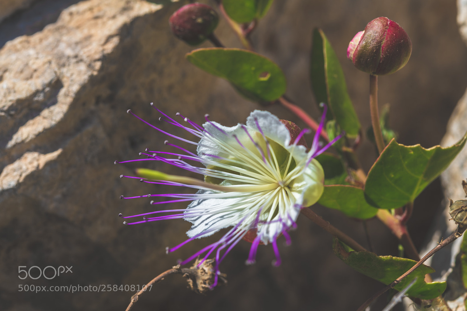 Nikon D850 sample photo. Malta nikon full photography