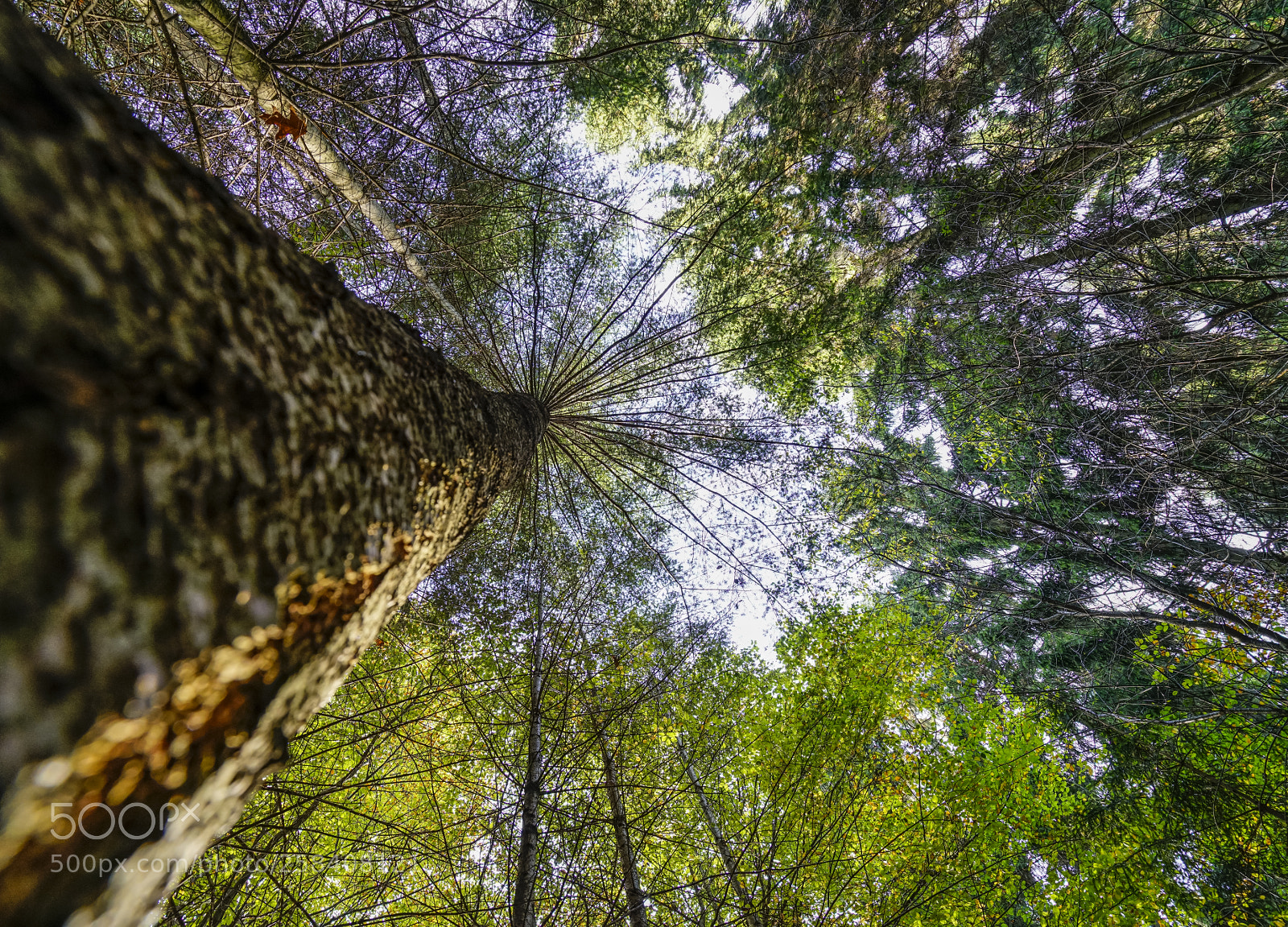 Sony a7R II sample photo. Old tree photography