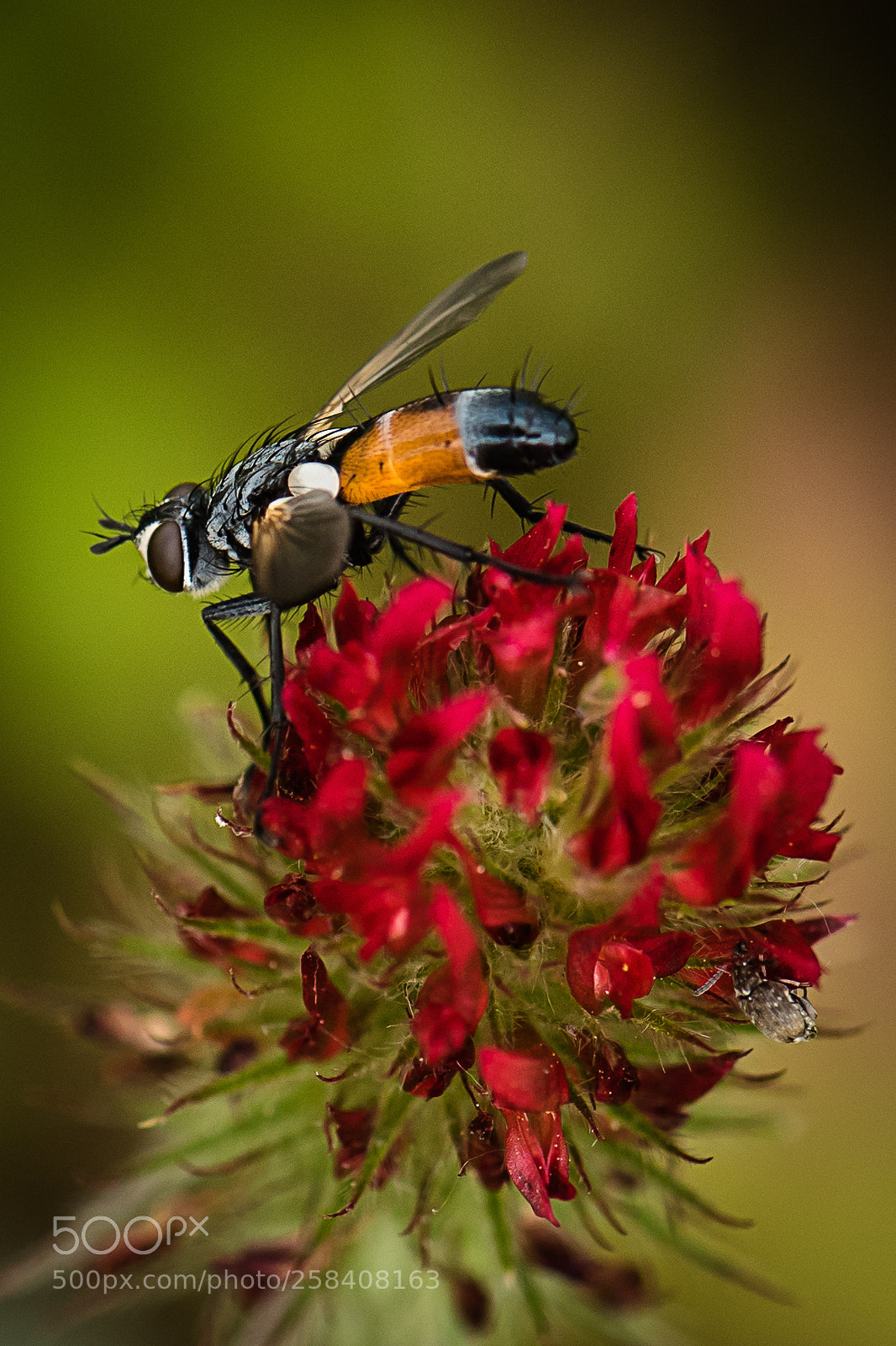 Nikon D750 sample photo. Insect photography