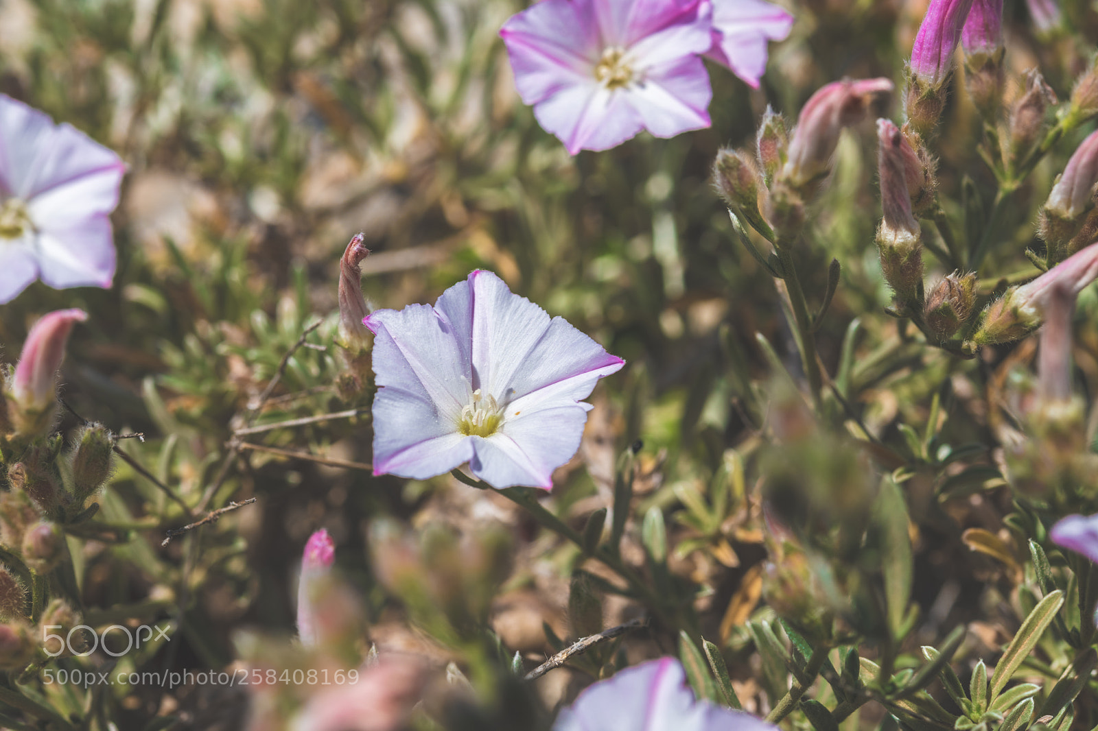 Nikon D850 sample photo. Malta nikon full photography