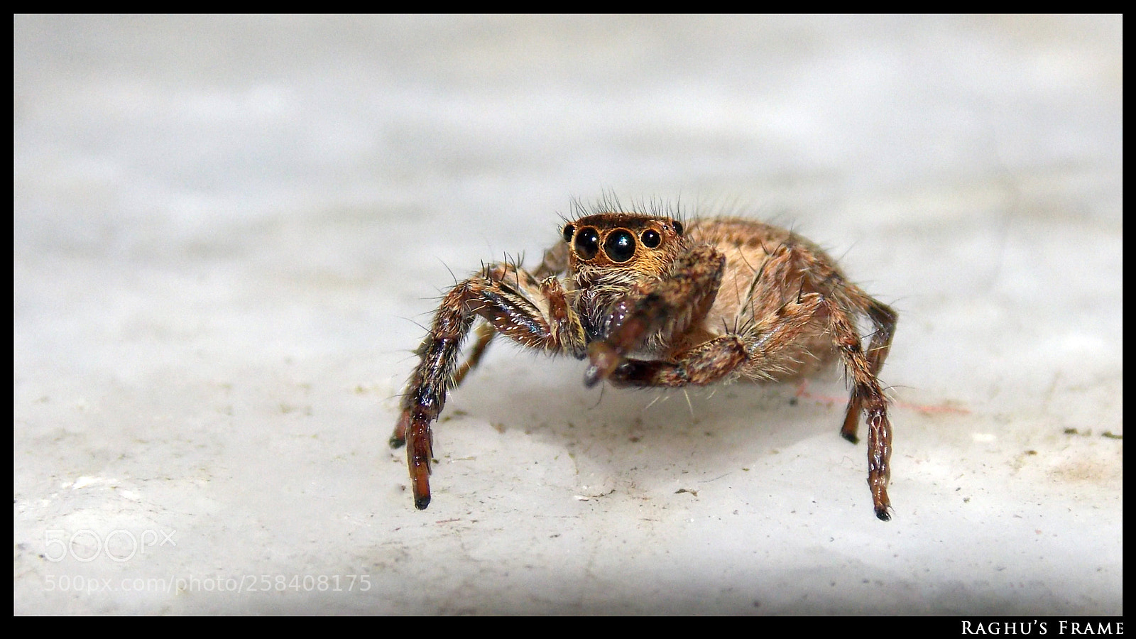 Nikon Coolpix L810 sample photo. A jumping spider photography