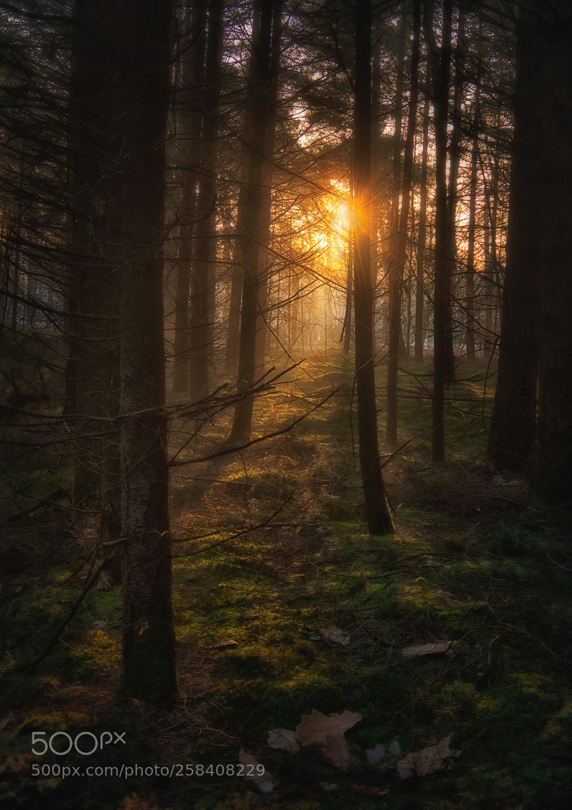 Nikon D800 sample photo. Good morning photography