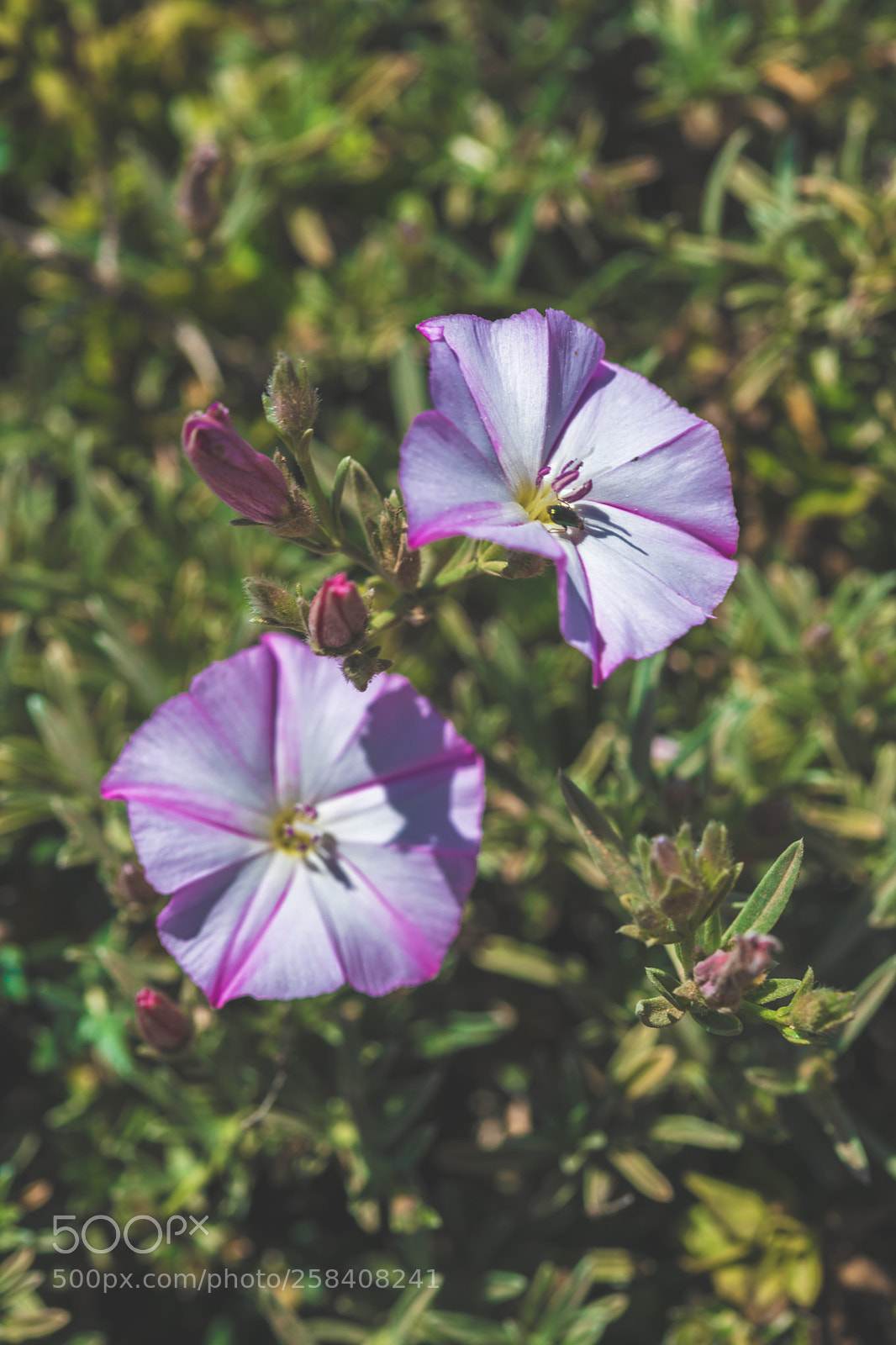 Nikon D850 sample photo. Malta nikon full photography