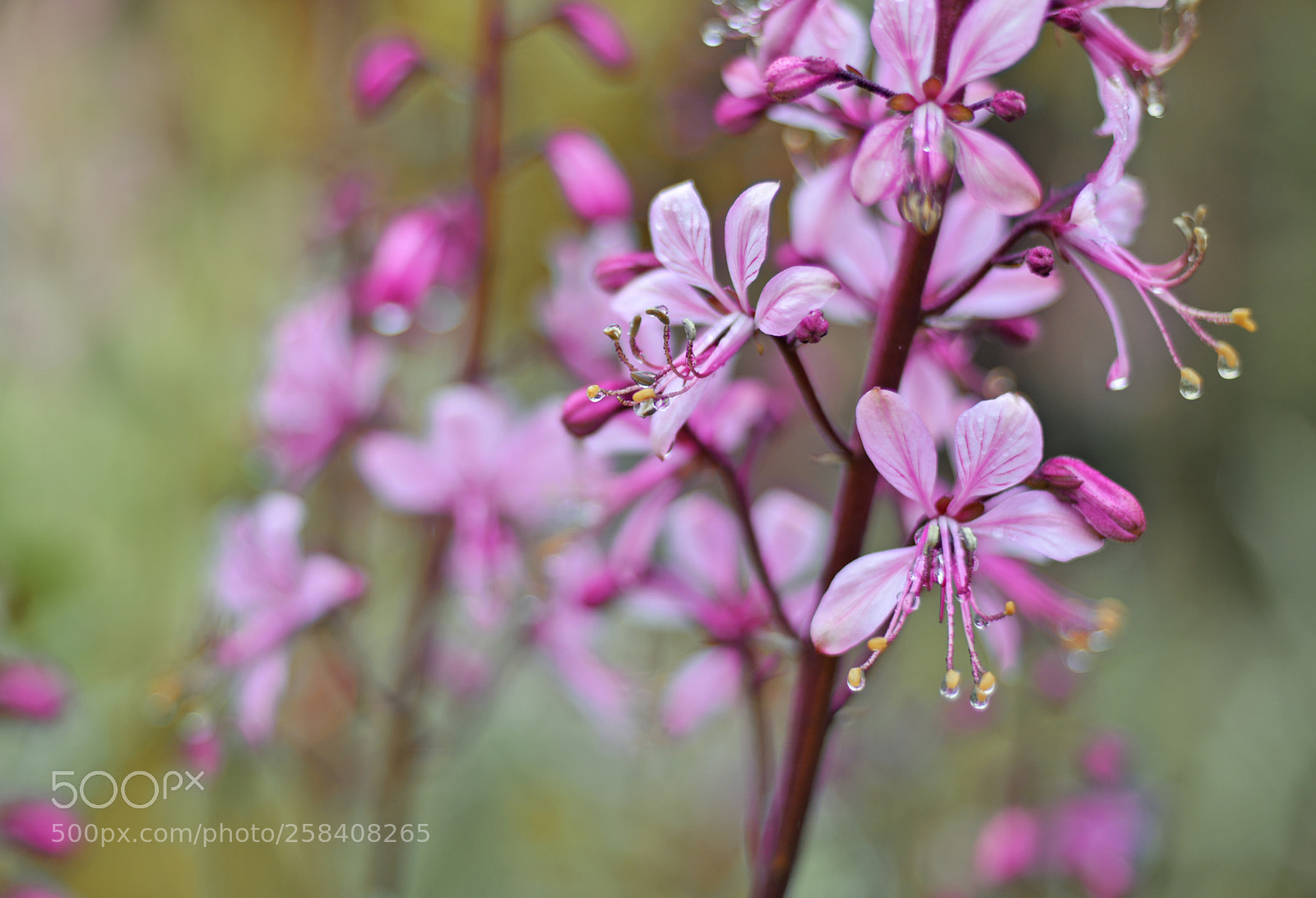 Nikon D810 sample photo. *** photography