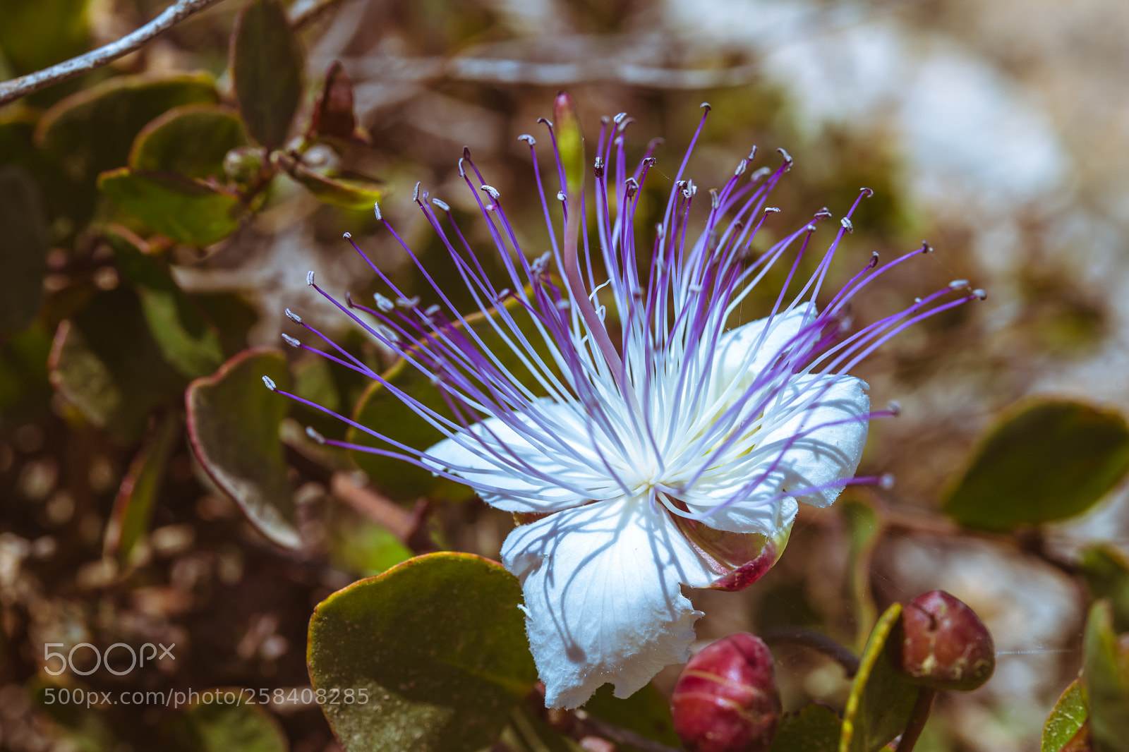 Nikon D850 sample photo. Malta nikon full photography