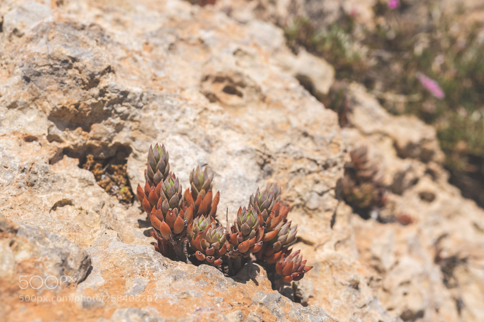 Nikon D850 sample photo. Malta nikon full photography