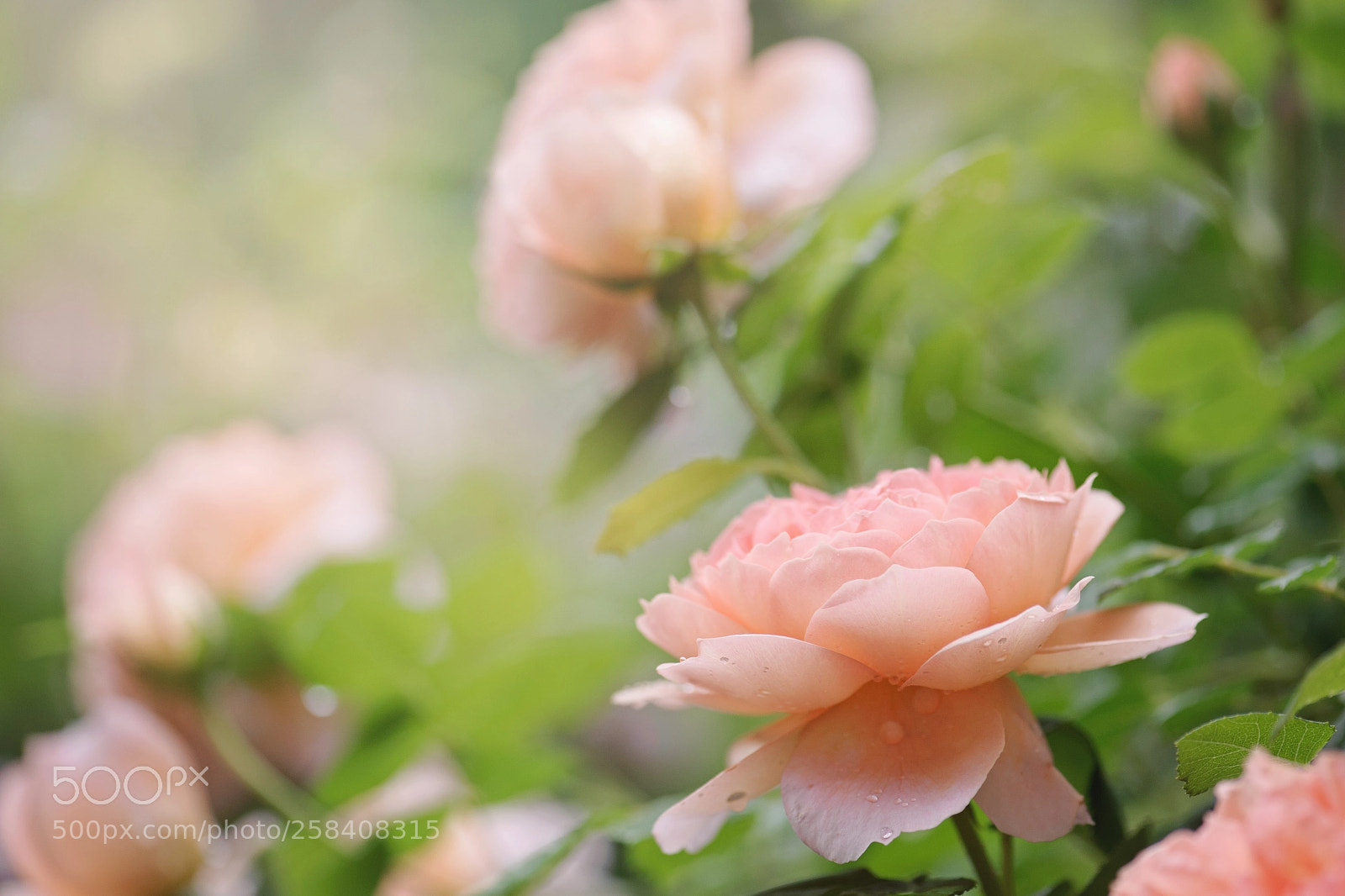 Nikon D700 sample photo. David austin rose photography