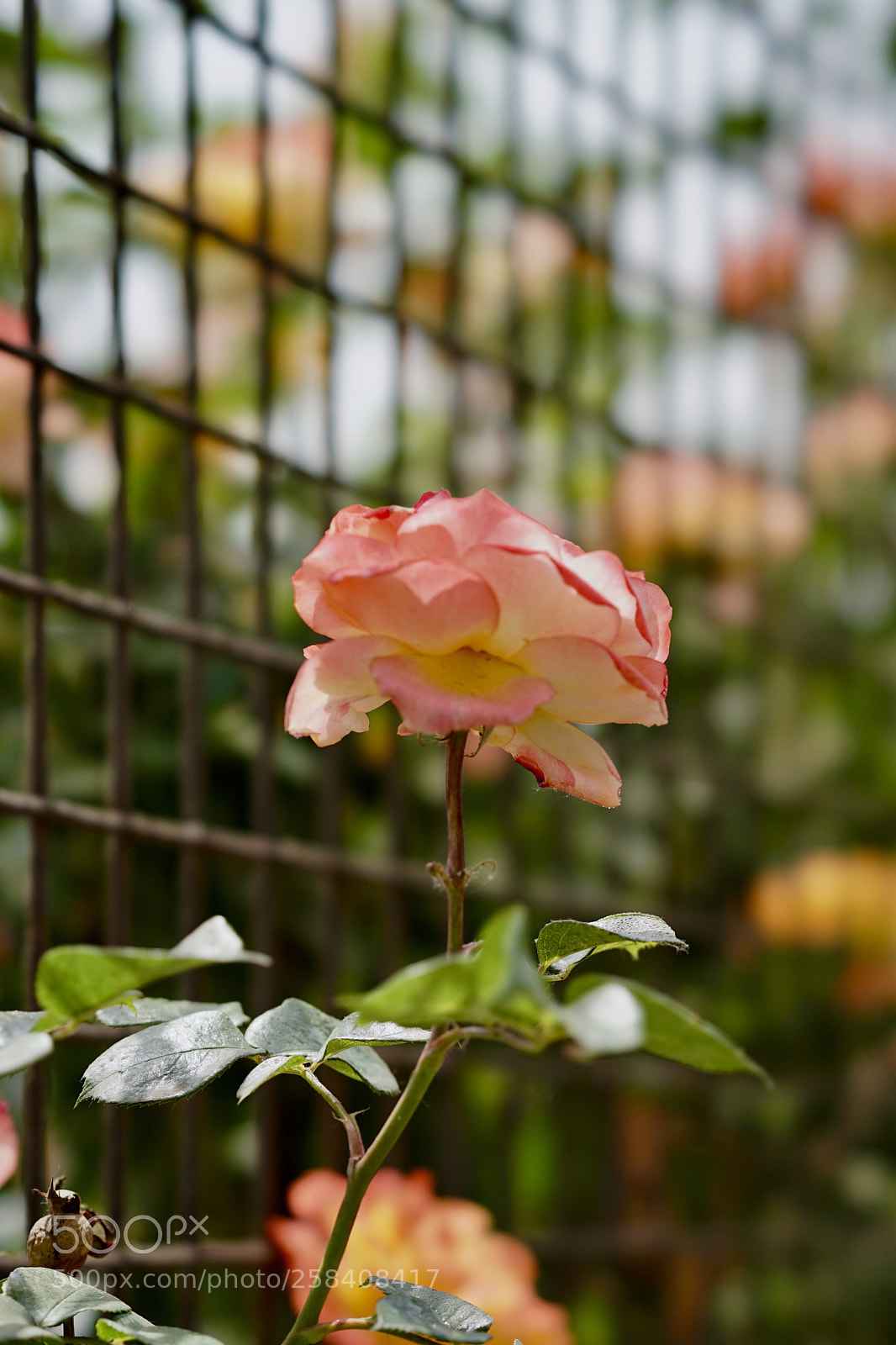 Sony a7 II sample photo. Wall... photography