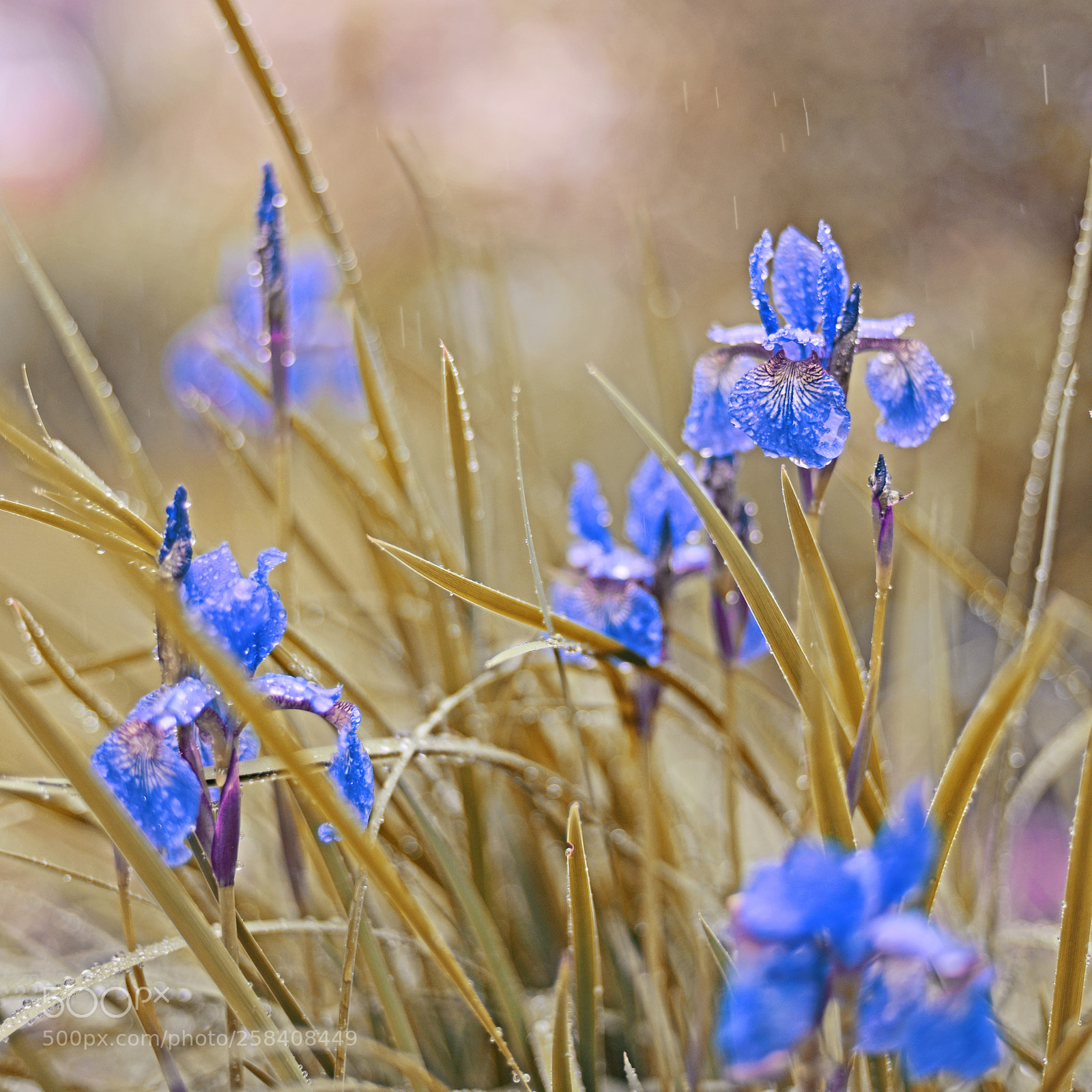 Nikon D810 sample photo. *** photography