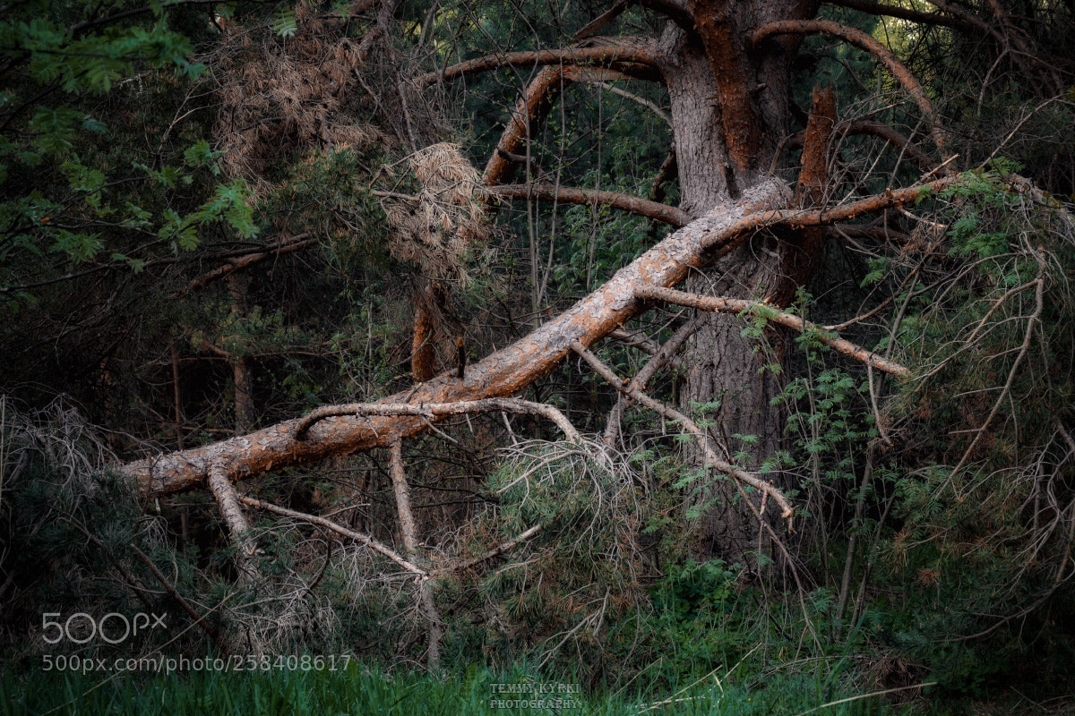 Olympus OM-D E-M5 sample photo. Dark forest photography