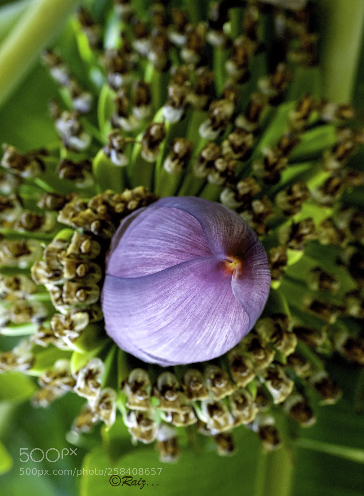Canon EOS 5DS sample photo. Budding bananas photography