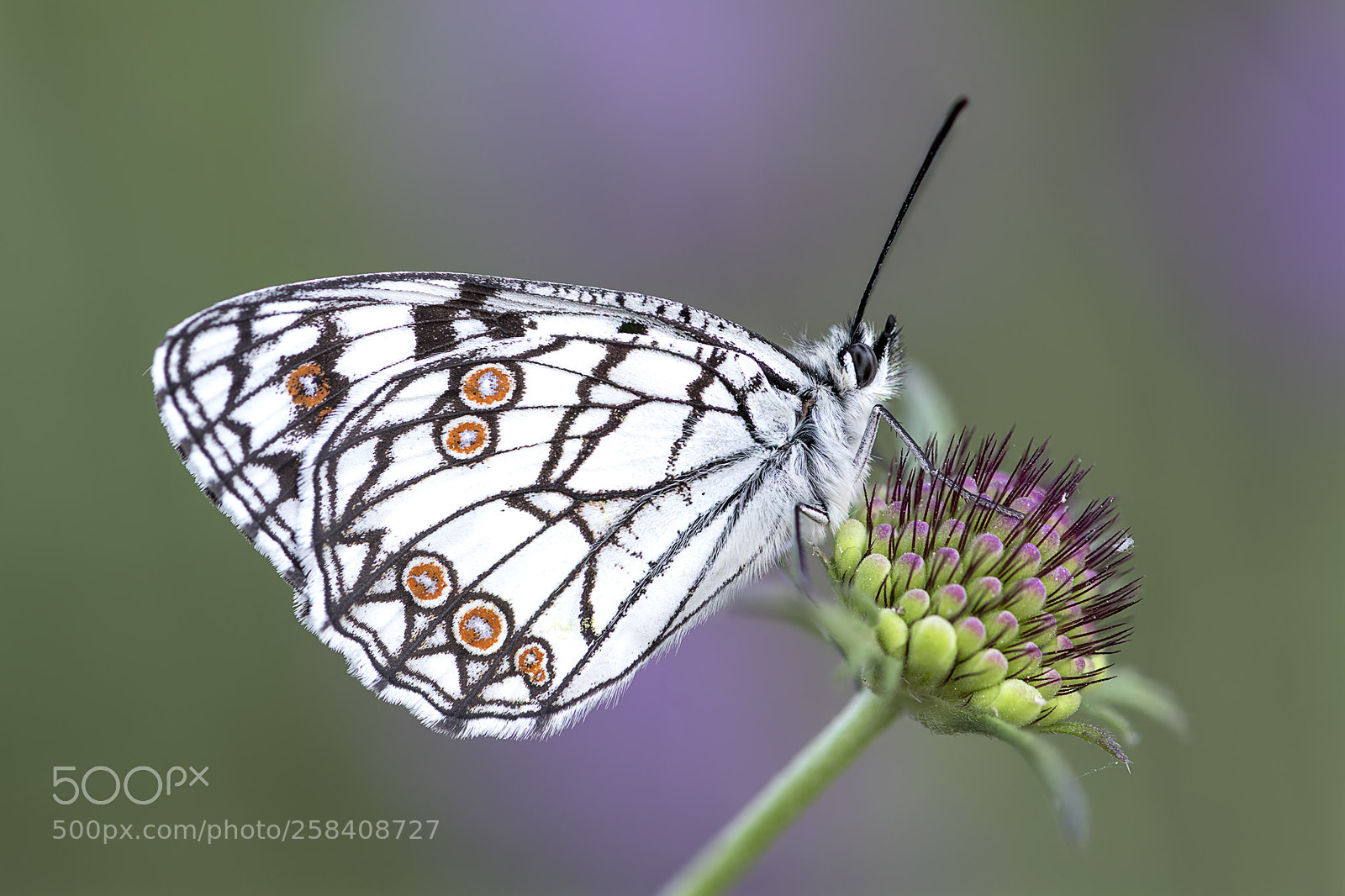 Nikon D850 sample photo. Melanargia ines photography