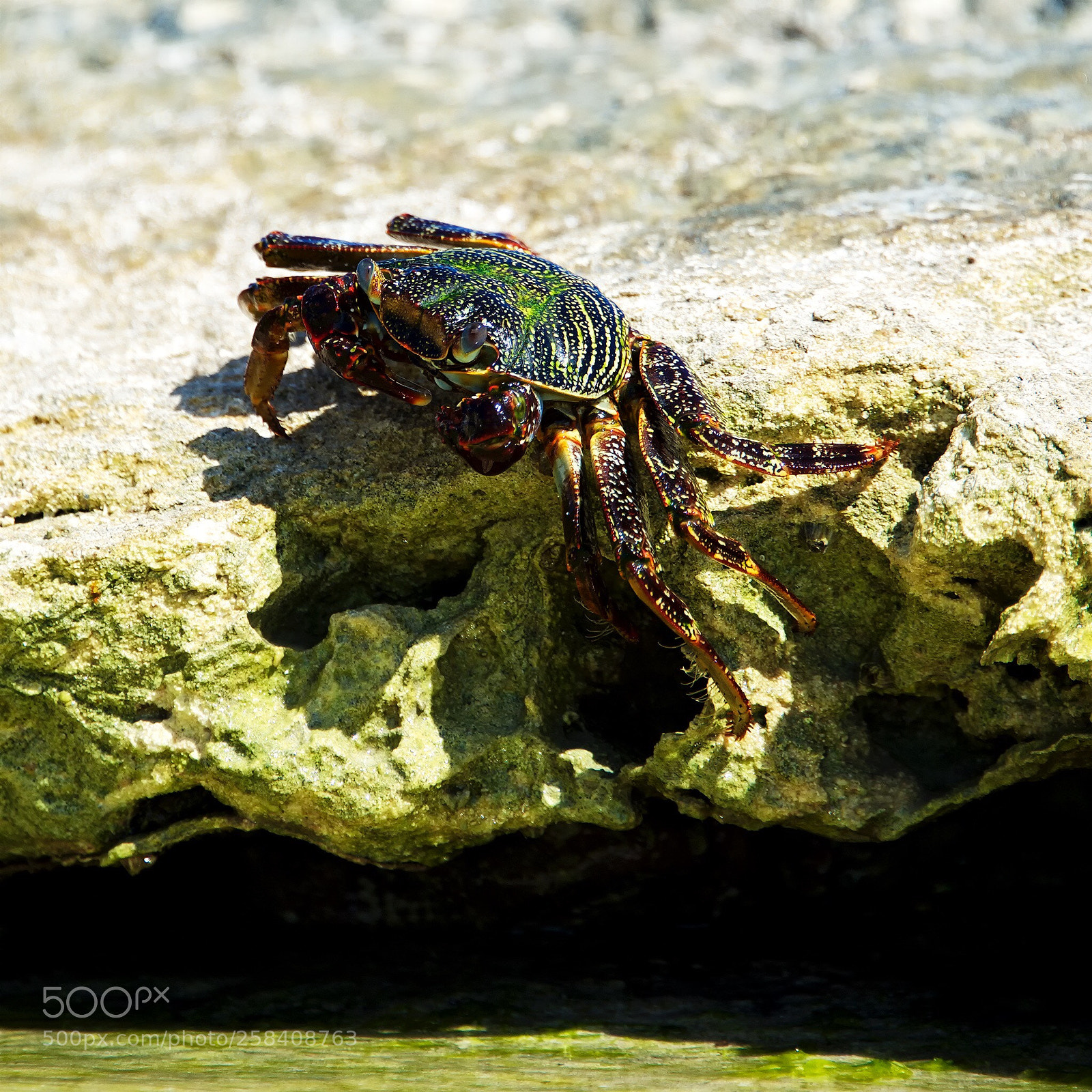 Nikon D800 sample photo. Crab photography