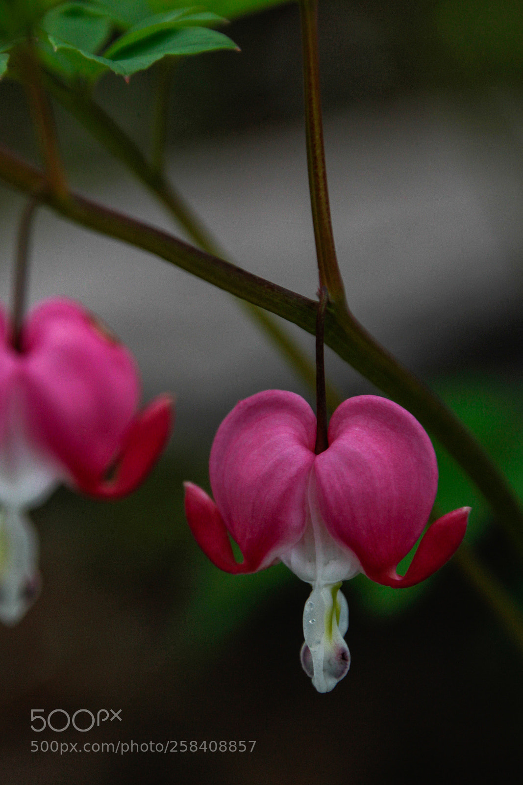 Canon EOS 7D sample photo. Impermanence photography