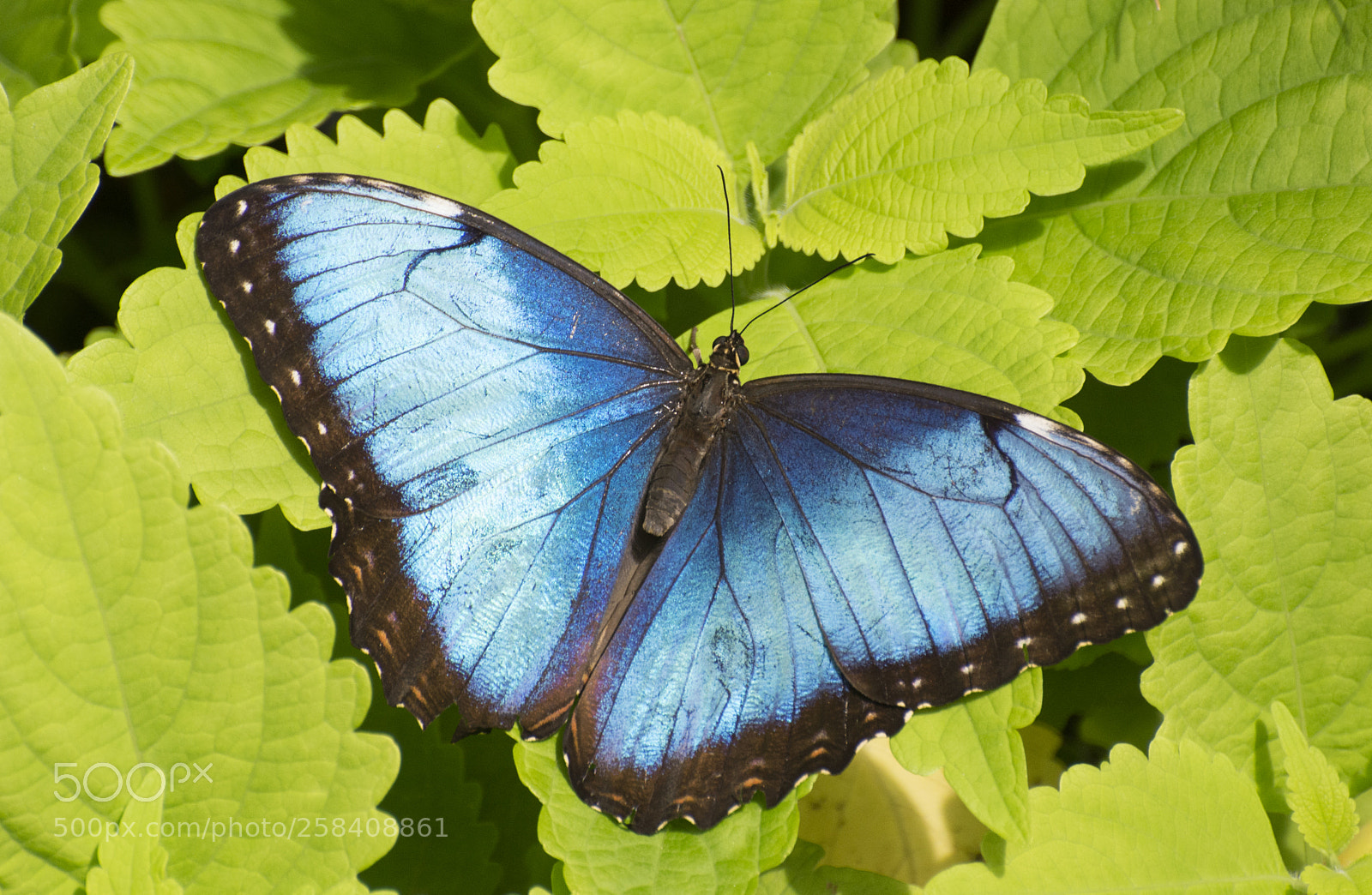 Nikon D7200 sample photo. Butterfly 2018-30 photography