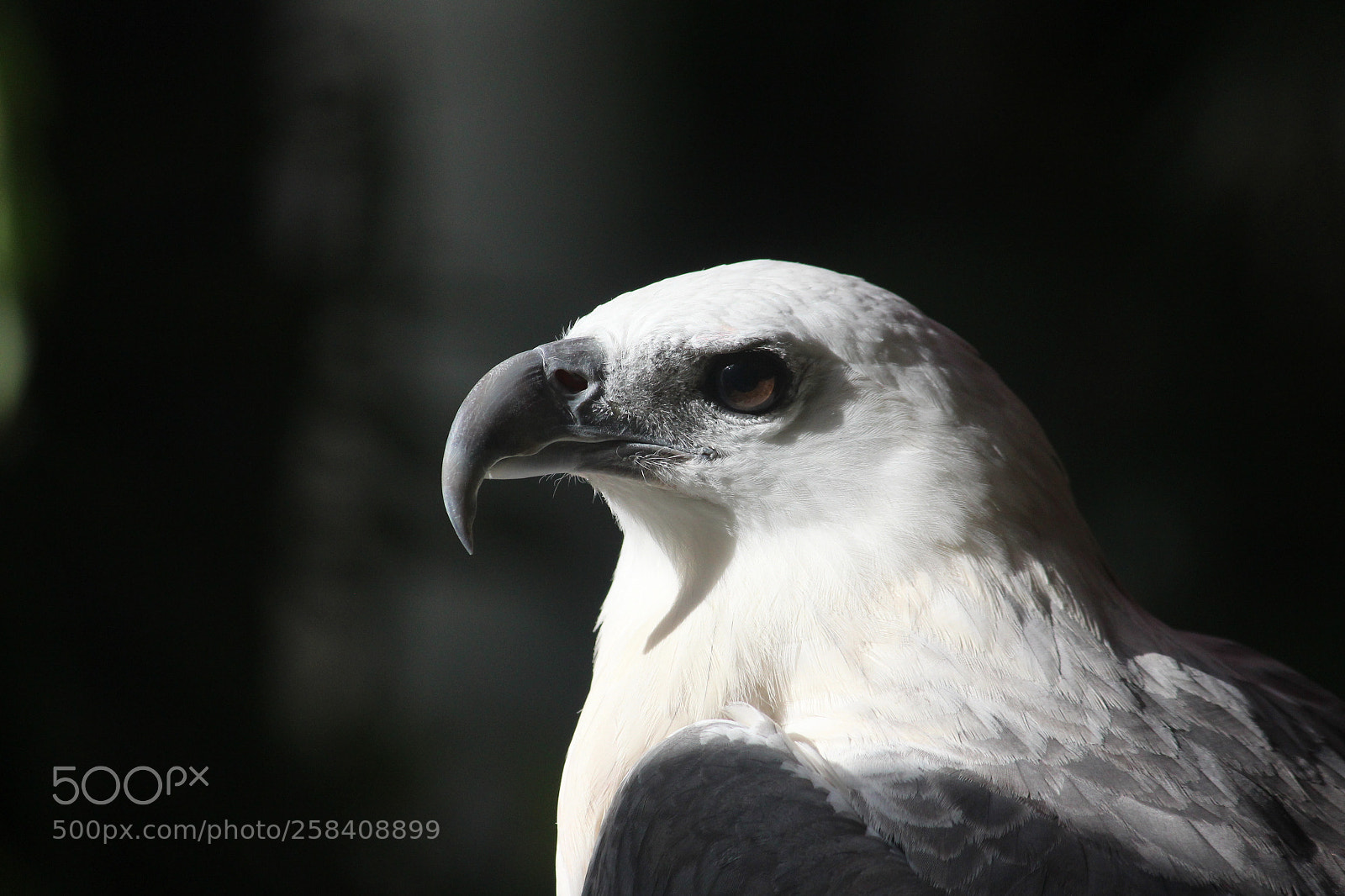 Canon EF-S 55-250mm F4-5.6 IS II sample photo. Furious photography