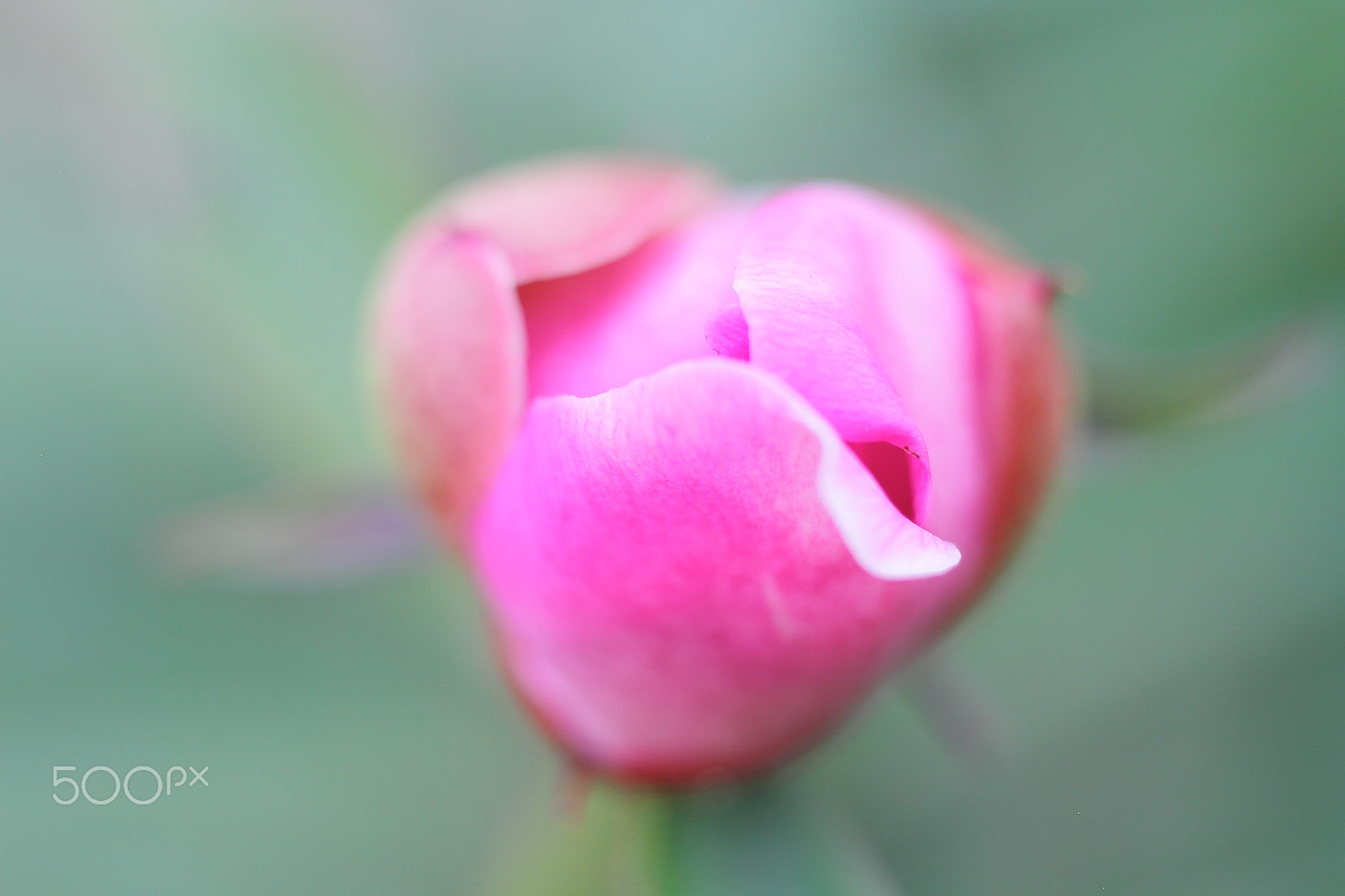 Canon EOS 7D + Canon EF 50mm F1.8 II sample photo. Rhododendron bud photography