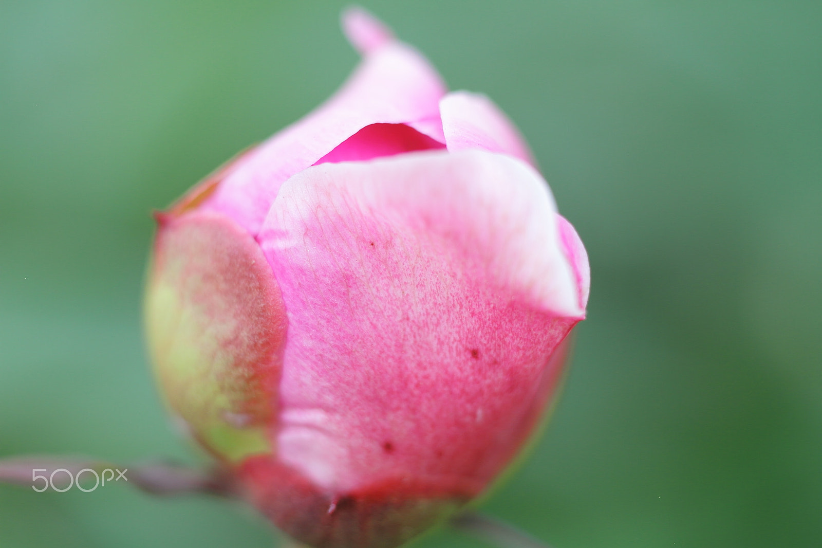 Canon EOS 7D + Canon EF 50mm F1.8 II sample photo. Rhododendron bud photography