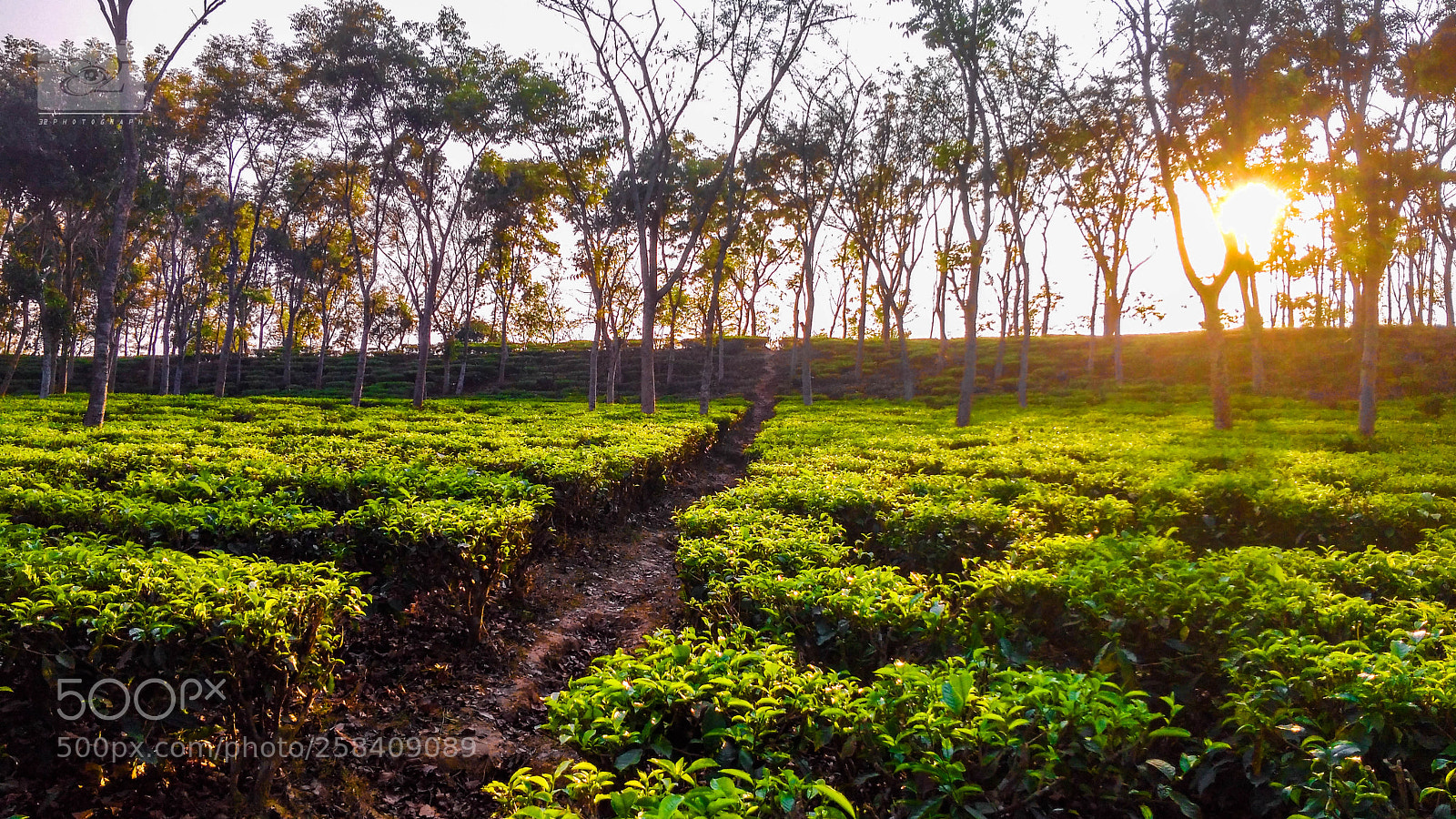 Xiaomi Redmi 4A sample photo. Tea state sunset photography