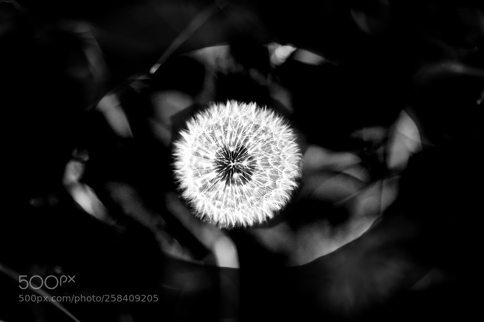 Canon EOS 6D sample photo. Dandel eye on photography