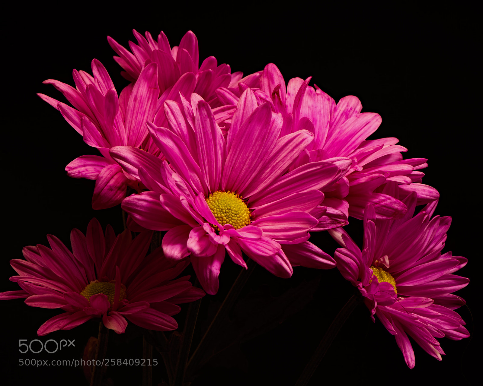 Nikon D810 sample photo. Cluster of pink daisies 0828 photography