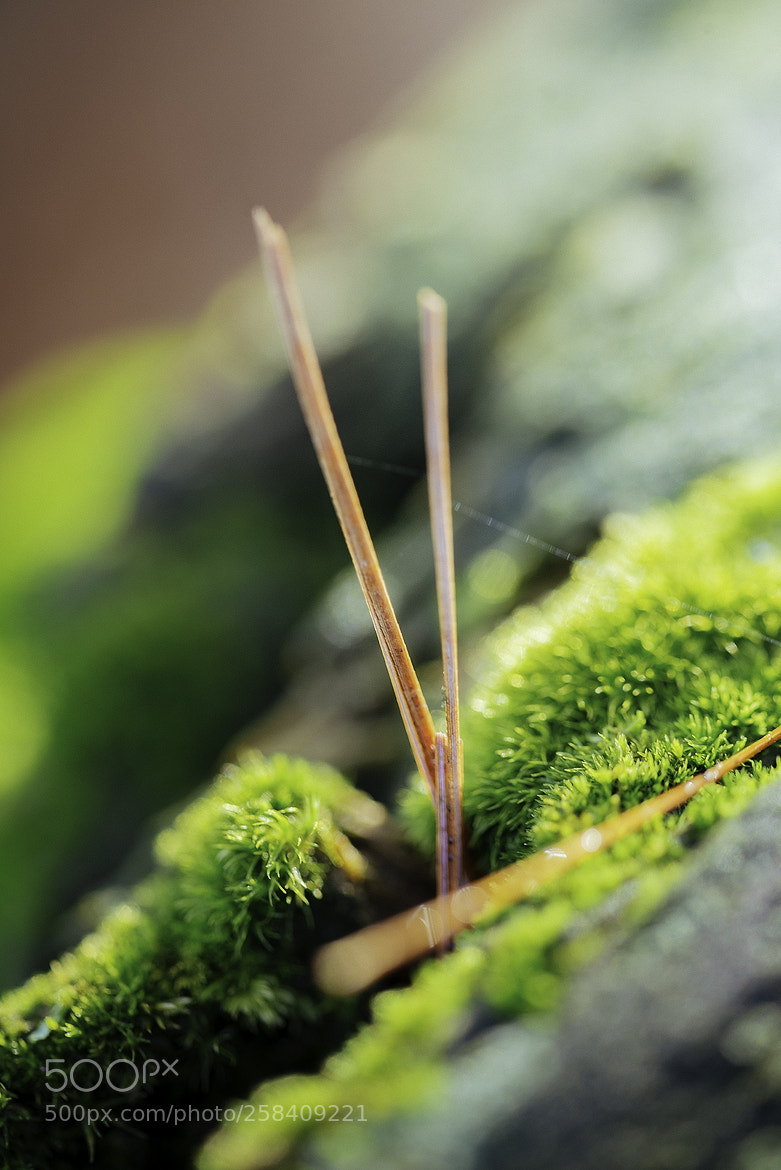 Nikon D600 sample photo. 180518 photography
