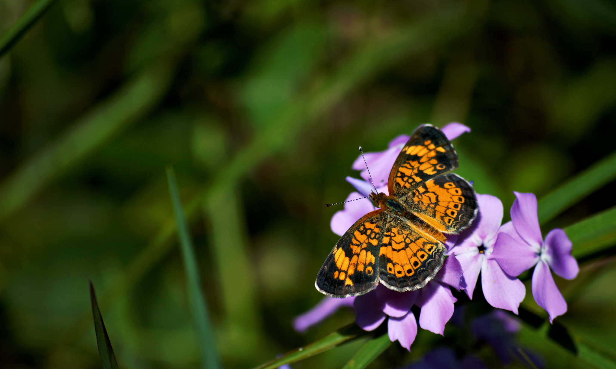 Nikon D3200 sample photo. Nature's model photography