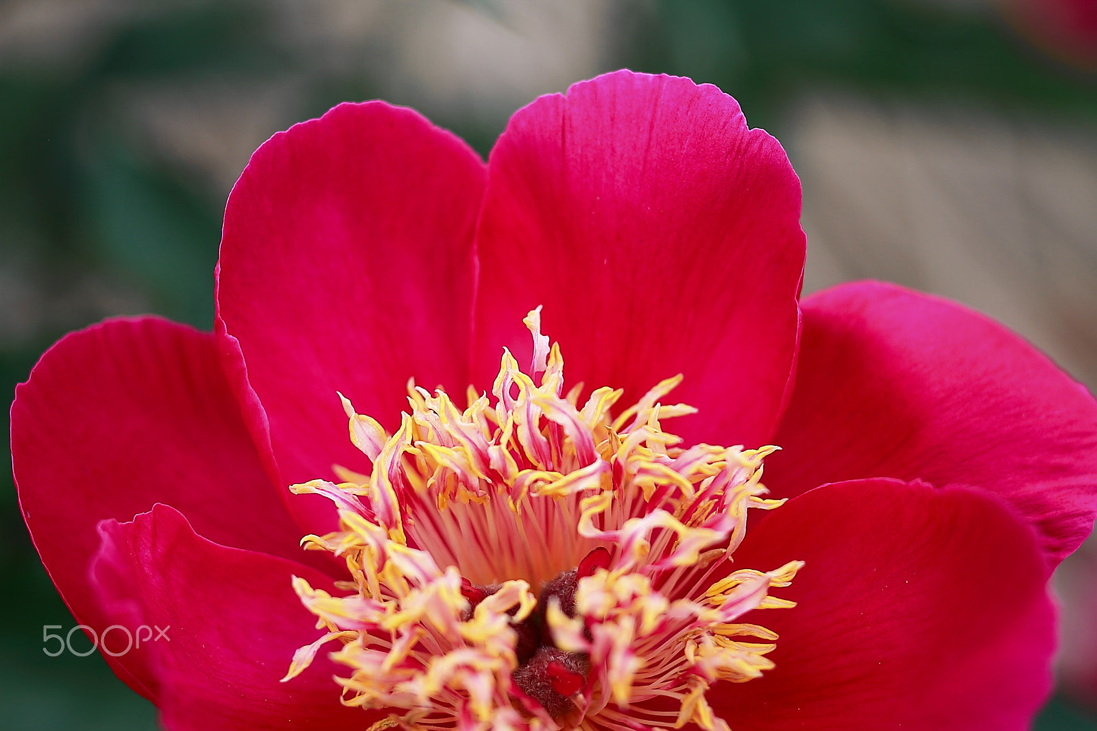 Canon EOS 7D + Canon EF 50mm F1.8 II sample photo. Red rhododendron photography
