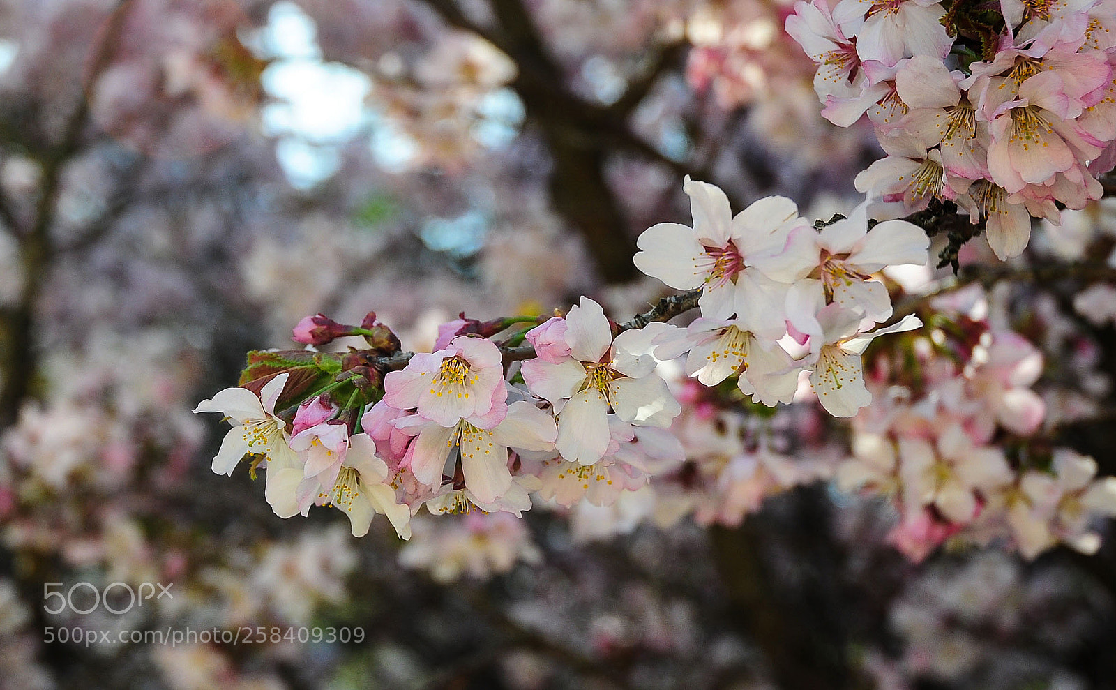 Nikon D5000 sample photo. Вишня photography