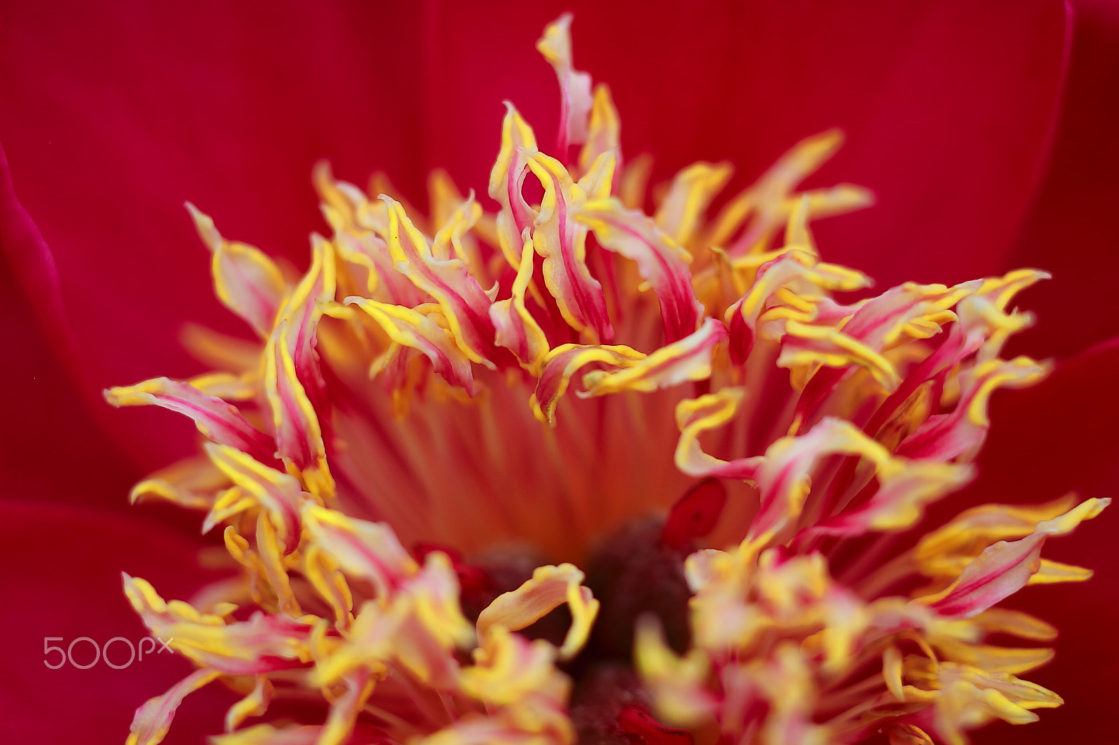 Canon EOS 7D + Canon EF 50mm F1.8 II sample photo. Red rhododendron photography